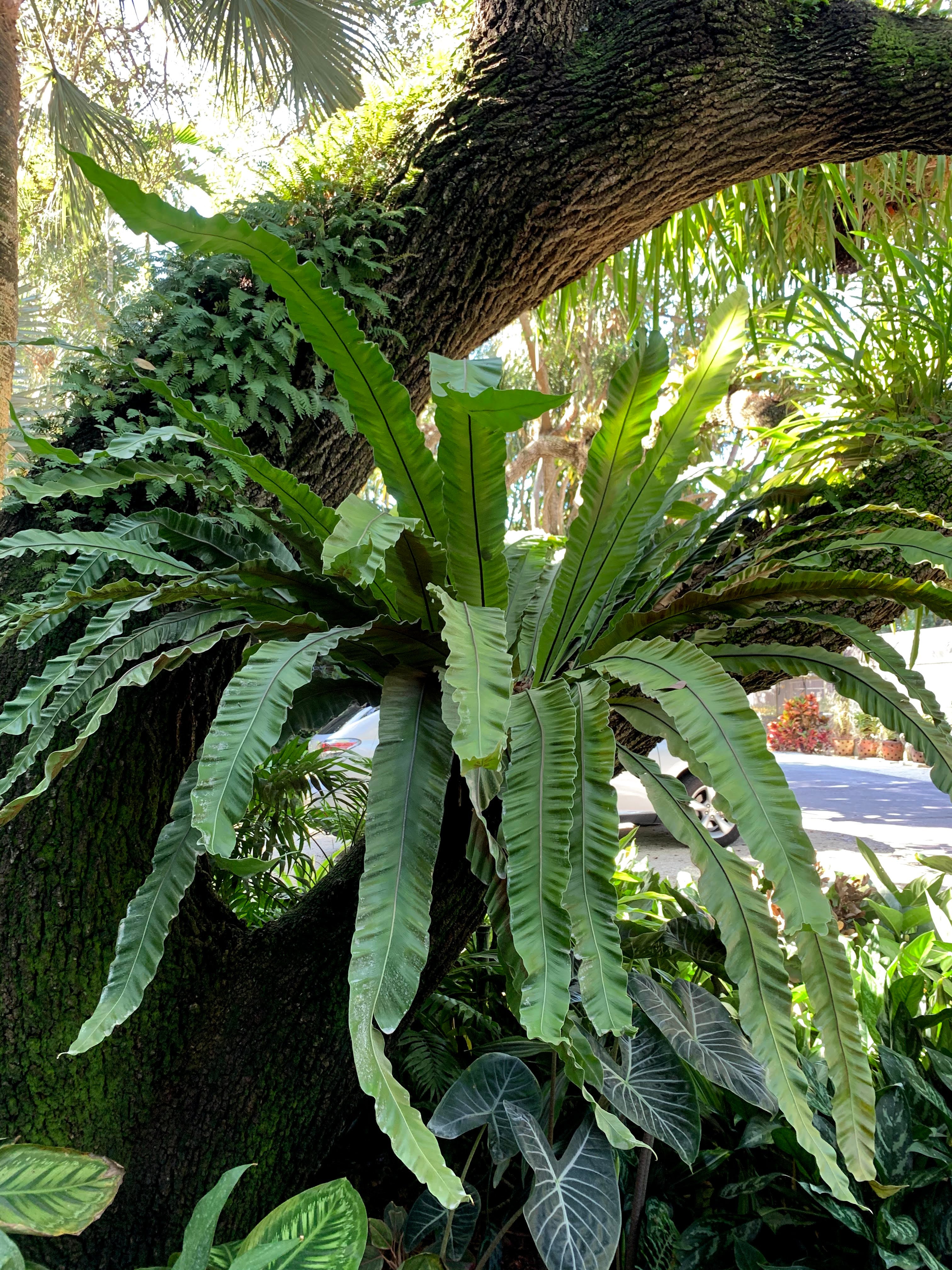 A large bird's nest fern growing on a tree branch.