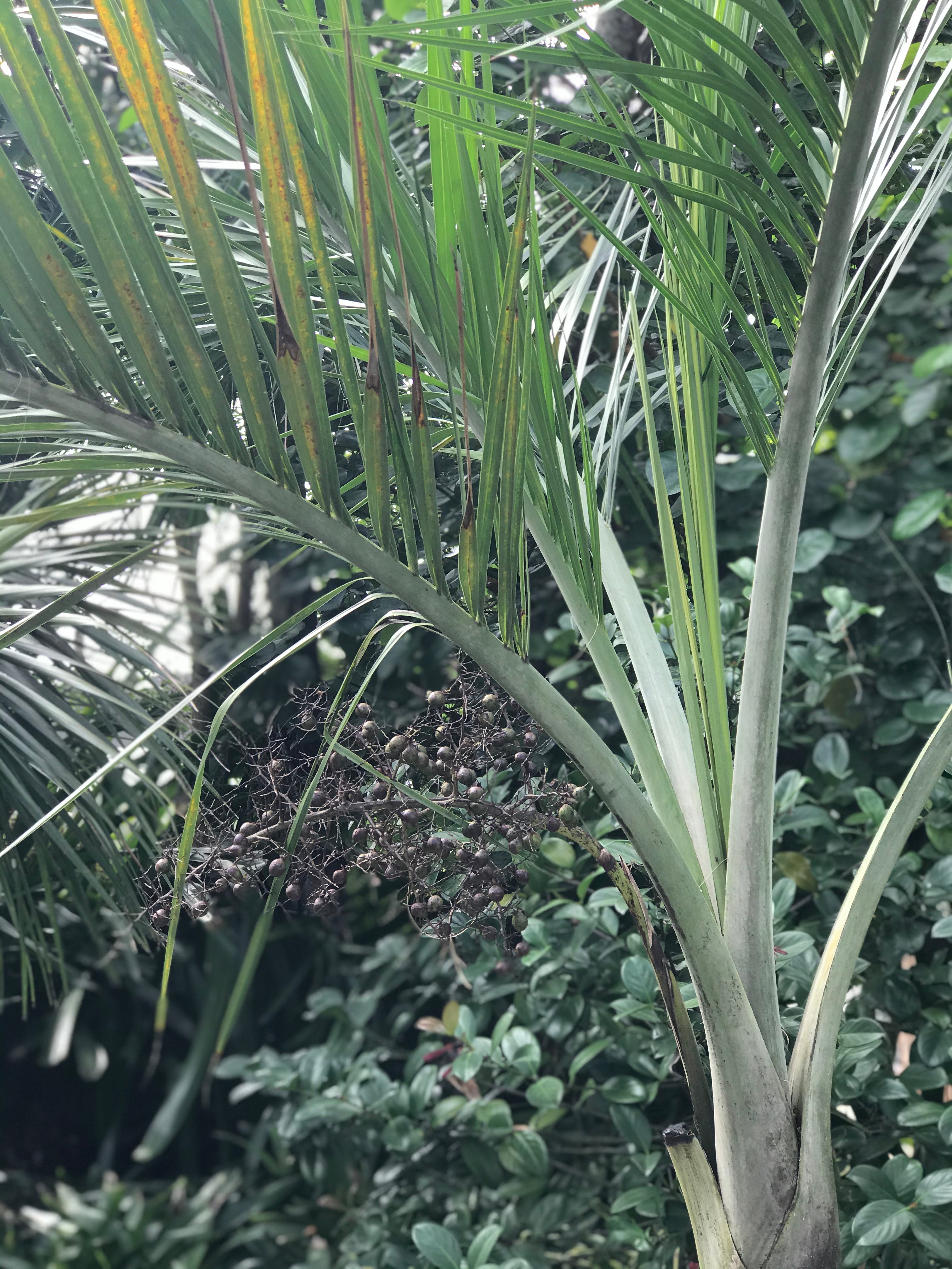 A majesty palm with yellowing and ailments, likely due to spider mites or inconsistent watering.