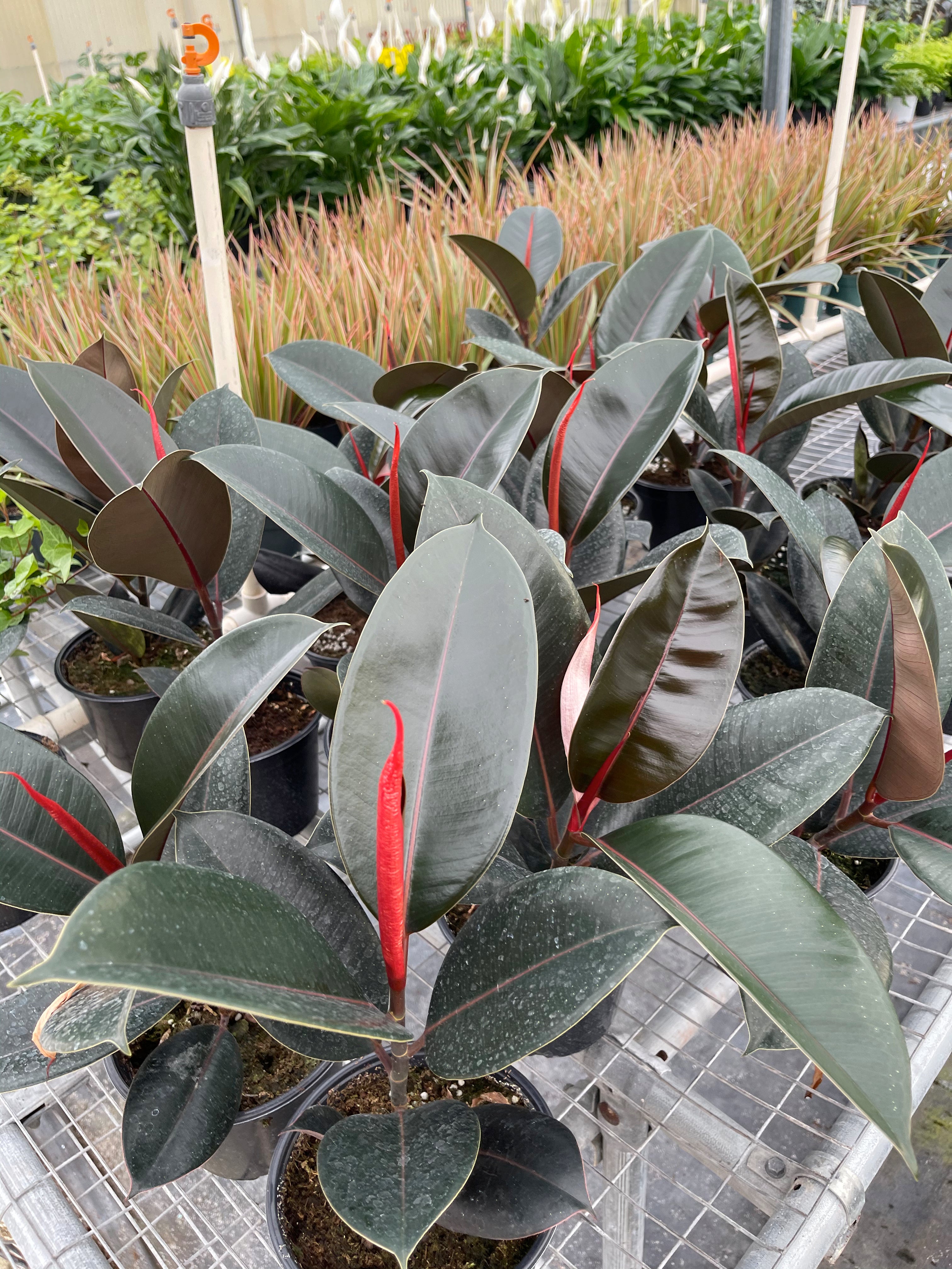 Burgundy rubber trees in the greenhouse.