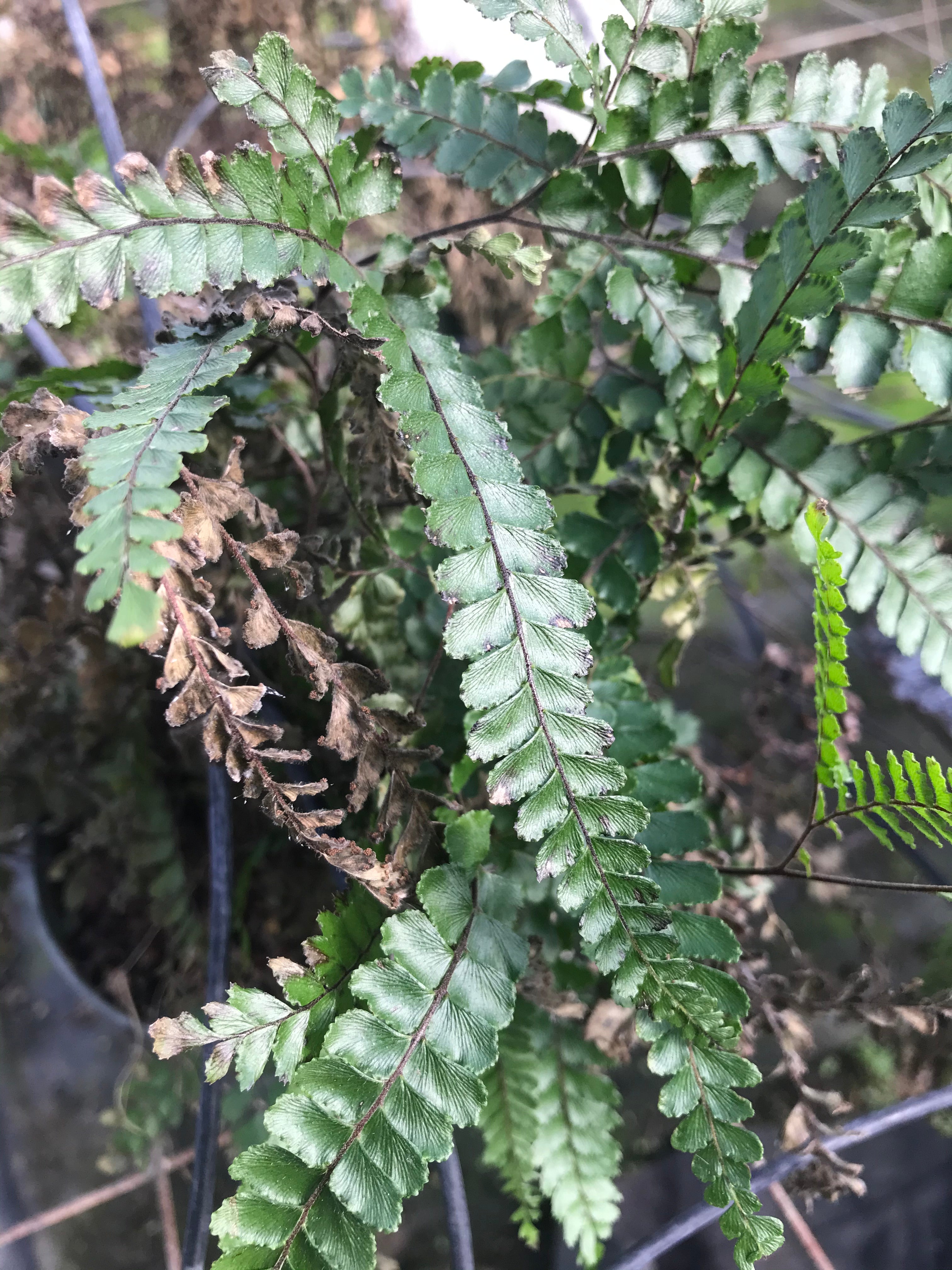 A fern with crispy, brown fronds.