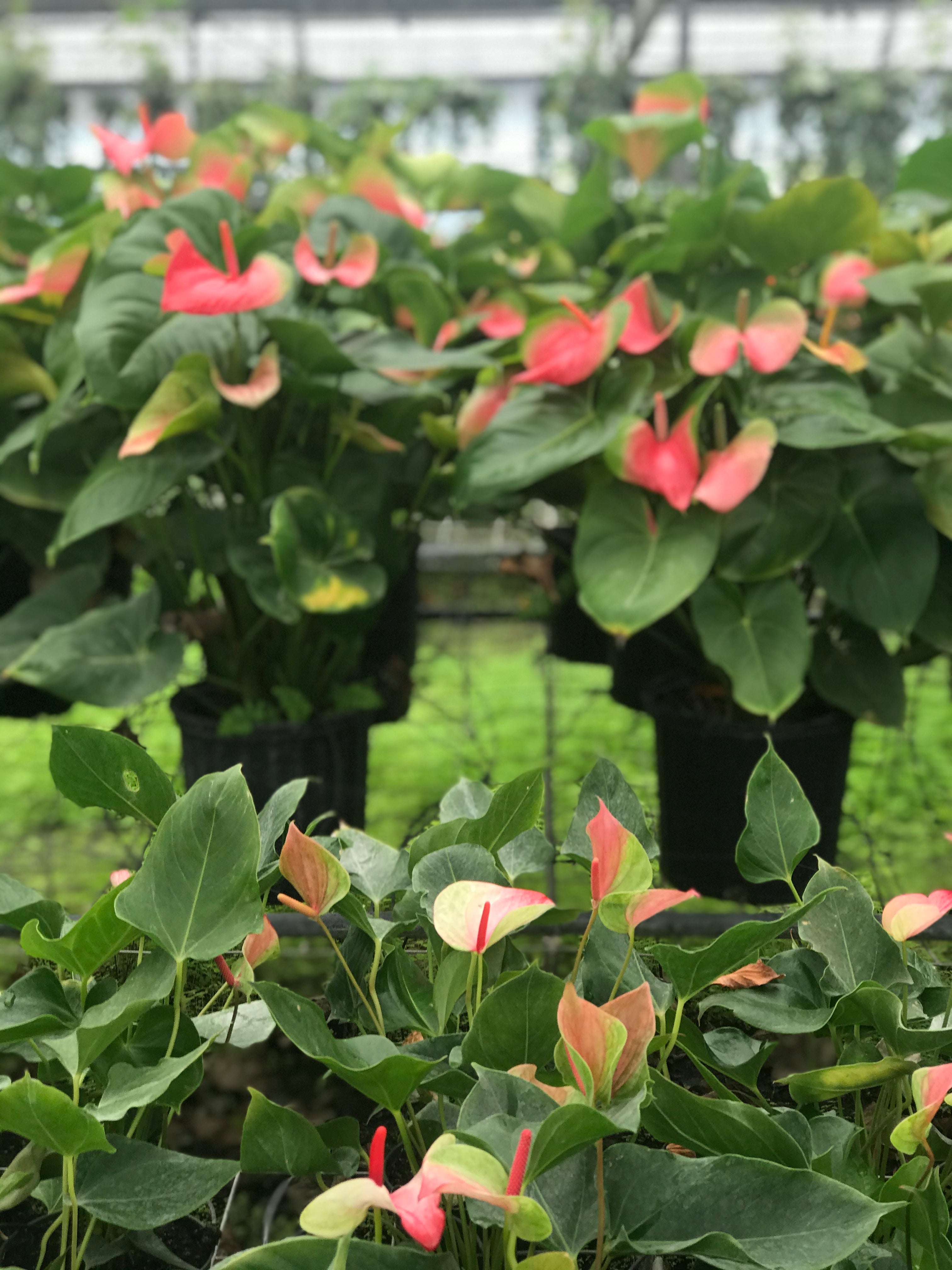 European anthuriums blooming white and pink flowers in a greenhouse.