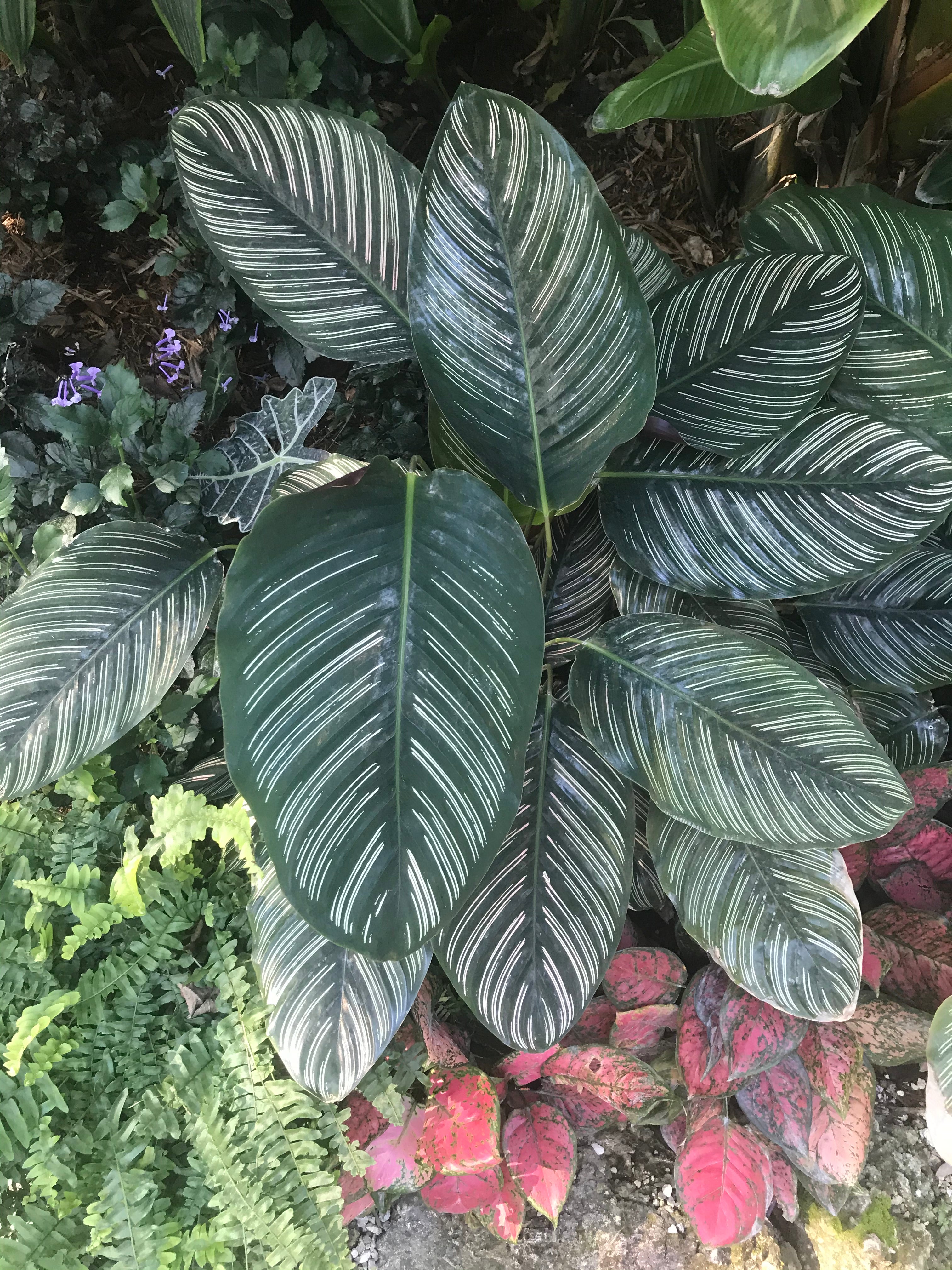 A large calathea ornata in the wild.