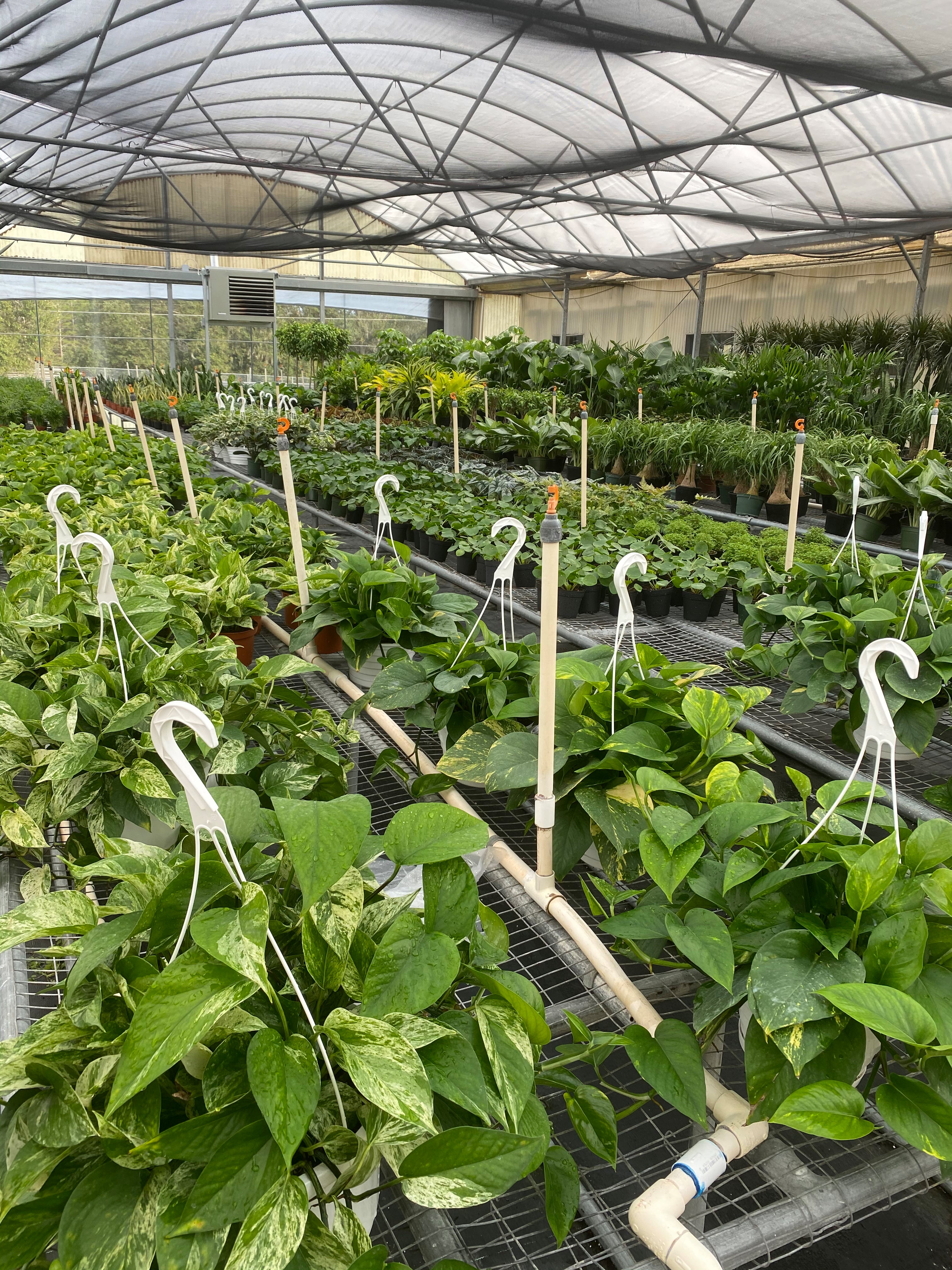 Marble queen pothos baskets in a greenhouse.