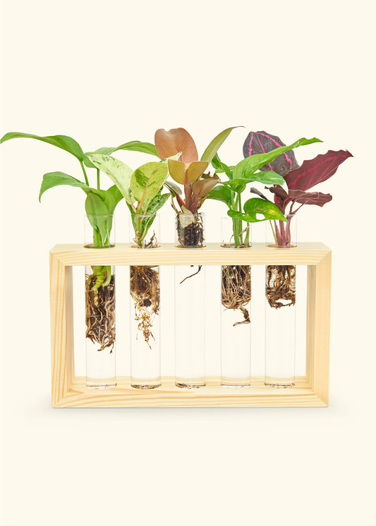 Propagation Grow Kit – Rooted