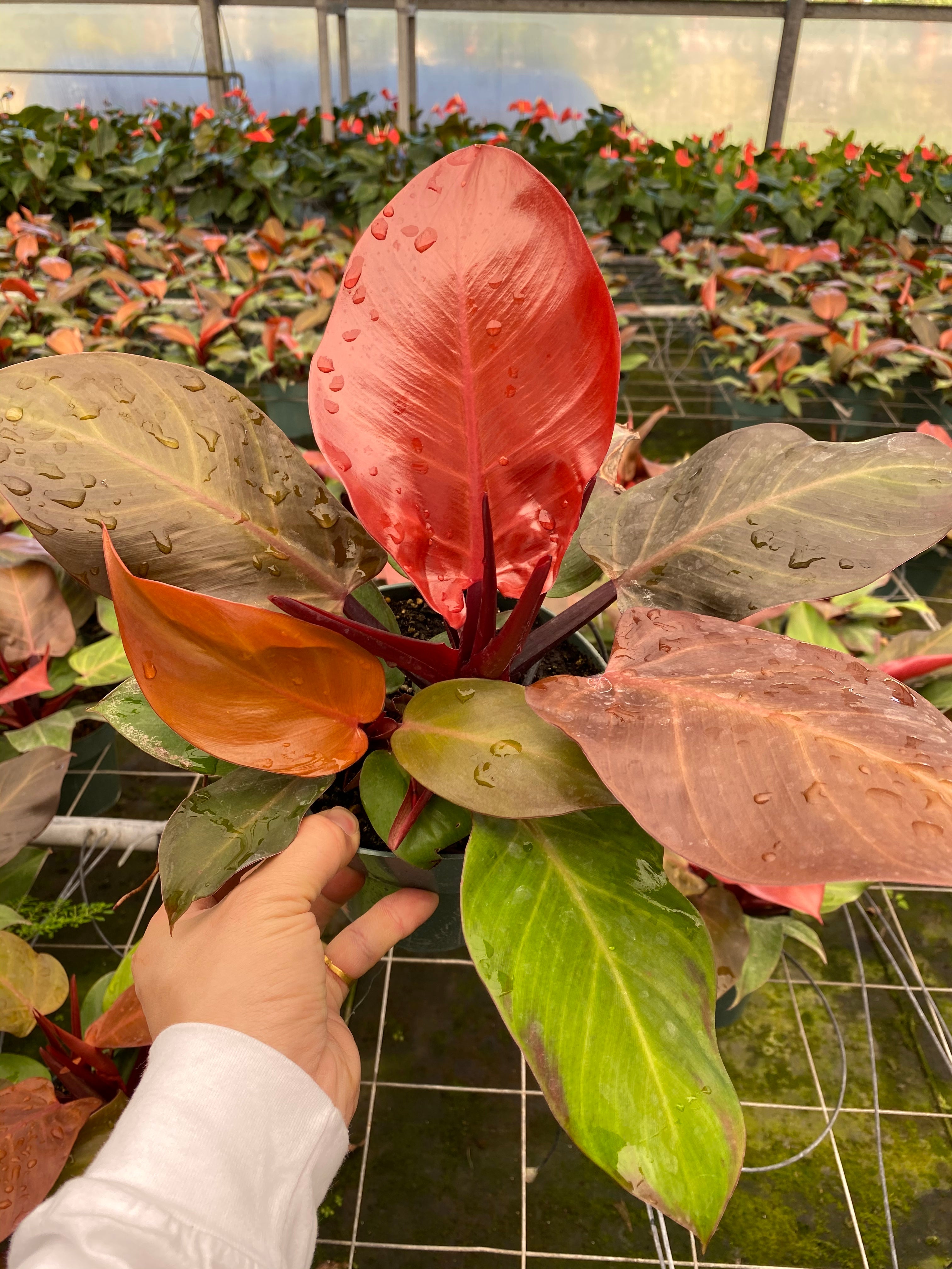 Philodendron 'prince of orange' being held by a hand in a greenhouse.