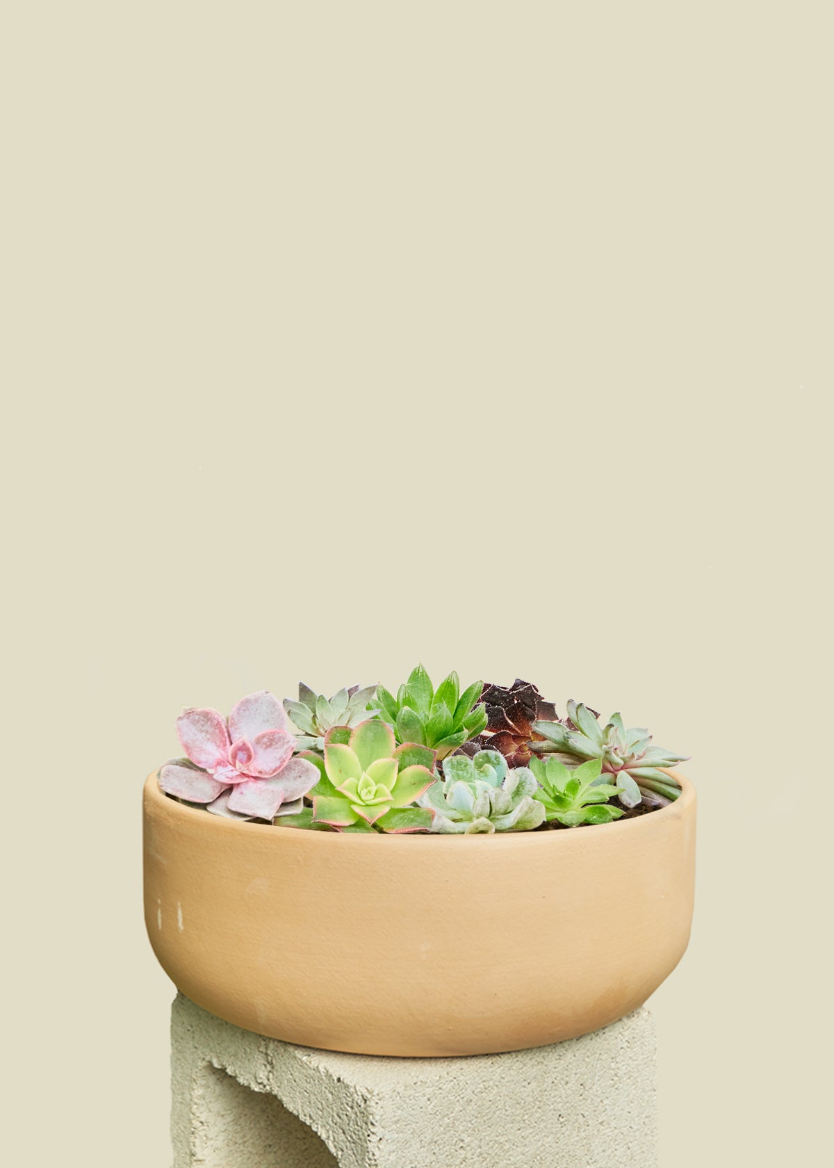 Assorted succulents potted in a terracotta bowl pot. The pot sits on a cinderblock and is photographed against a beige background.