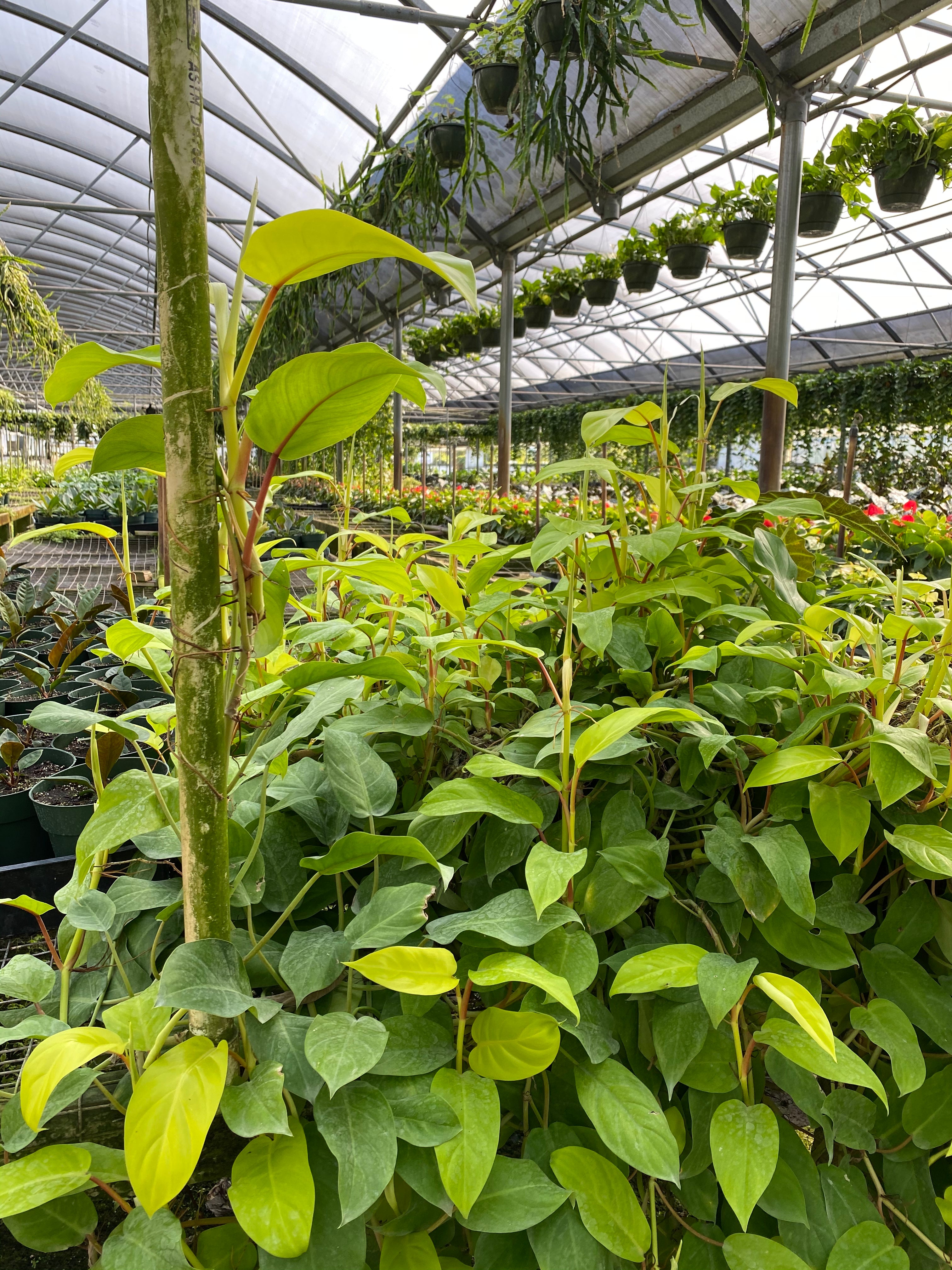 Philodendron lemon lime growing up a wooden pole in a greenhouse