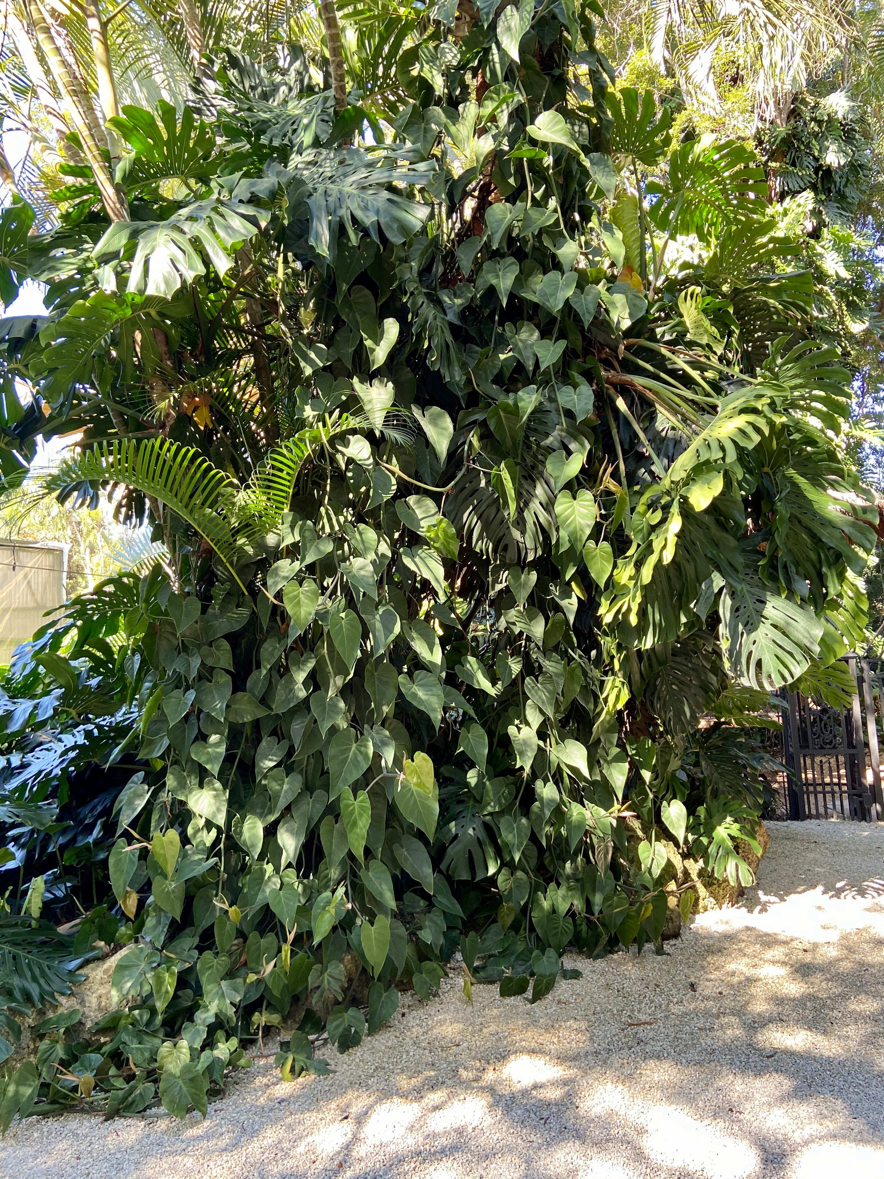 Philodendron cordatum growing up a tree with vines.