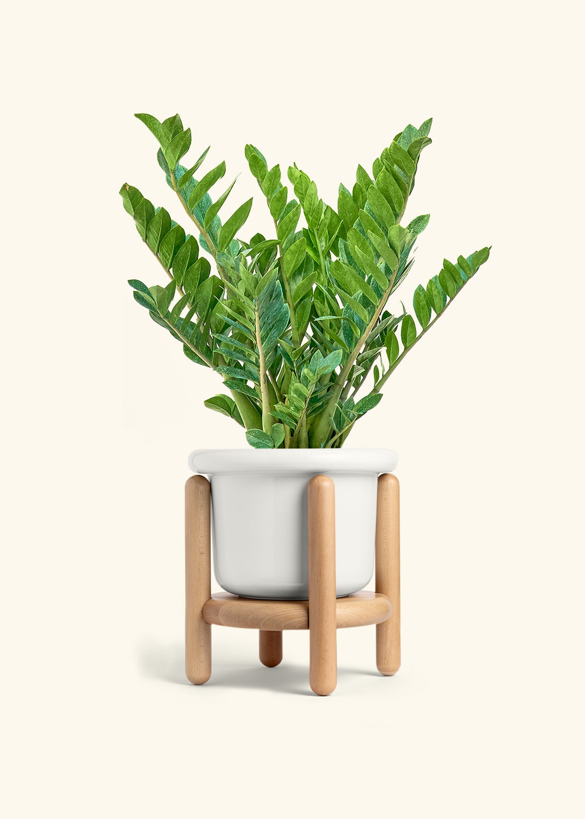 ZZ Plant, XL