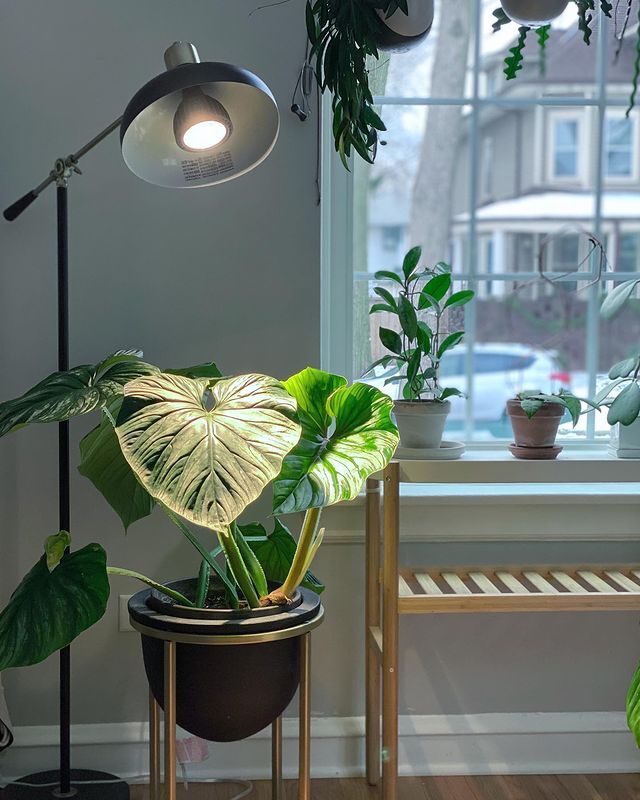 A large alocasia calidora potted underneath a grow light lamp indoors.