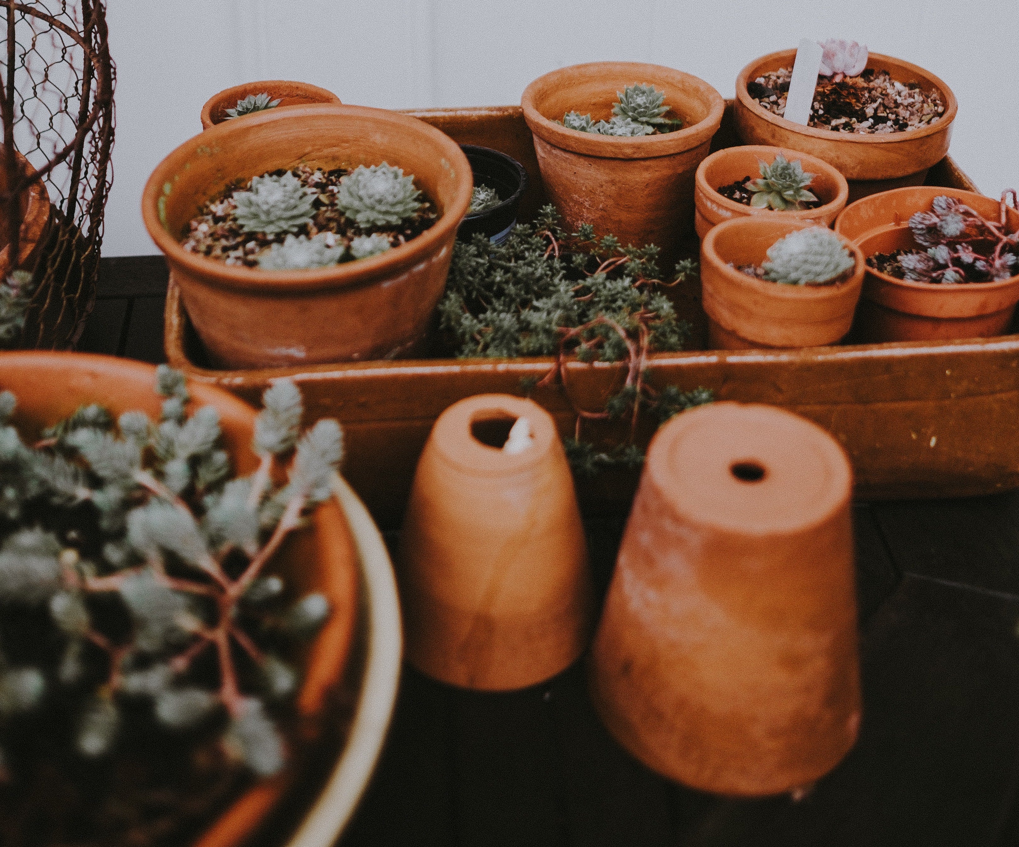 Various plants and terracotta pots