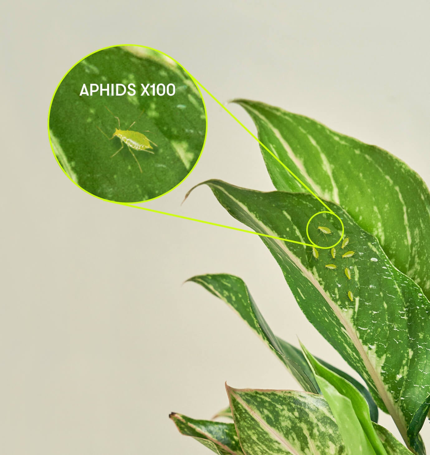 Aphids on tropical foliage