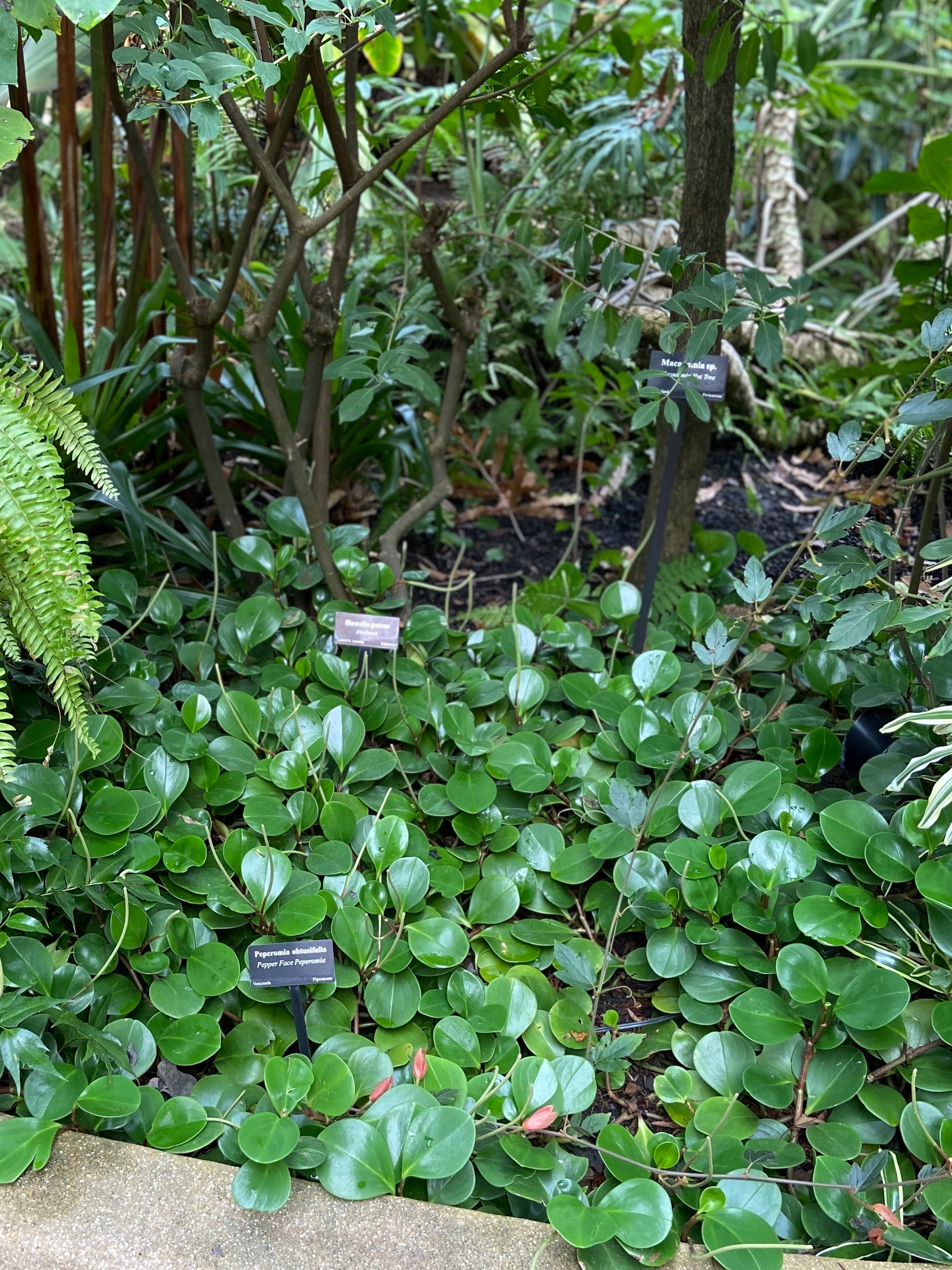 Peperomia obtusifolia growing as ground covering at a tropical botanic garden.