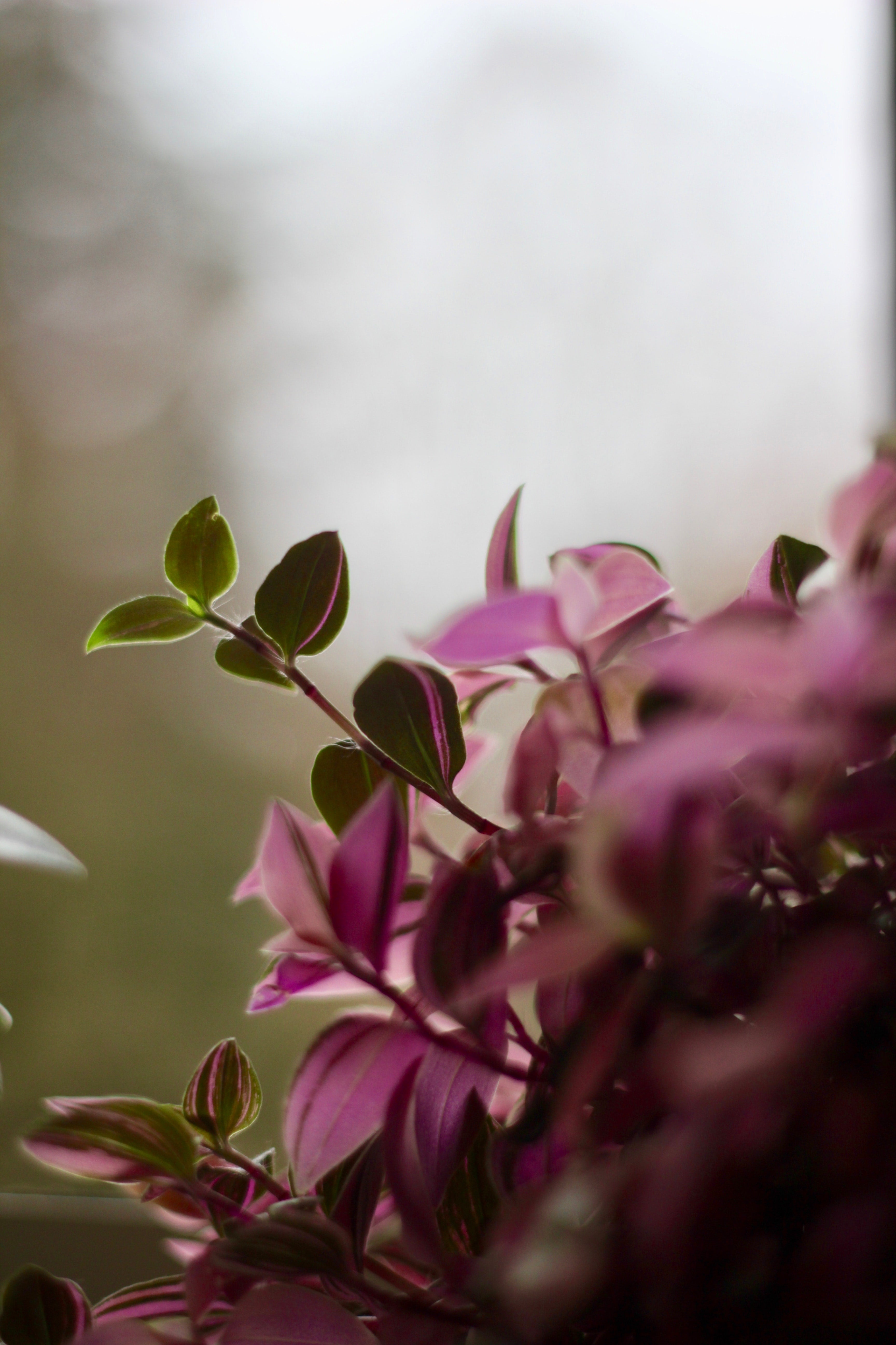 Tradescantia plant in the window