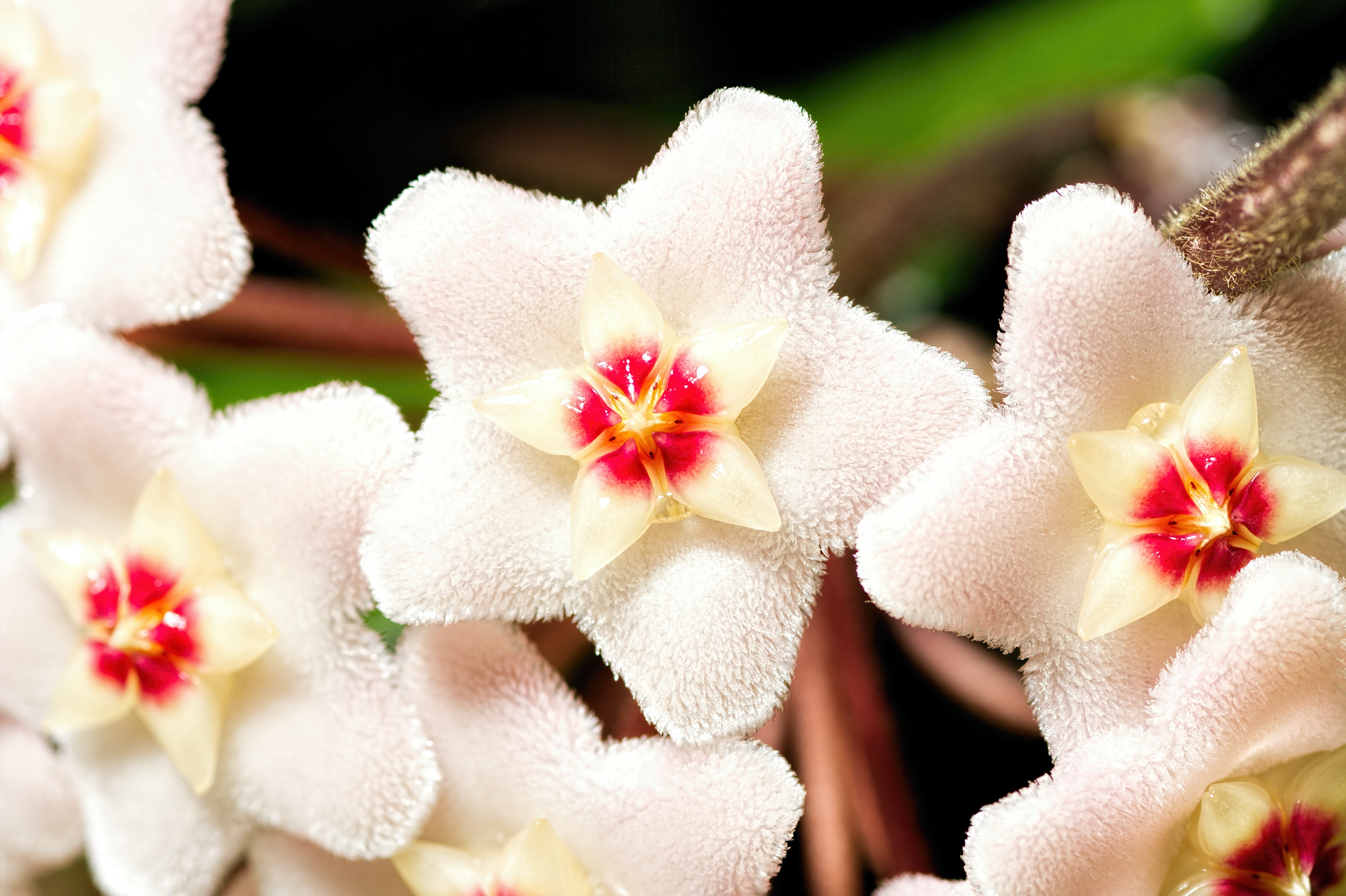 A closeup photo of white and pink hoya flowers.