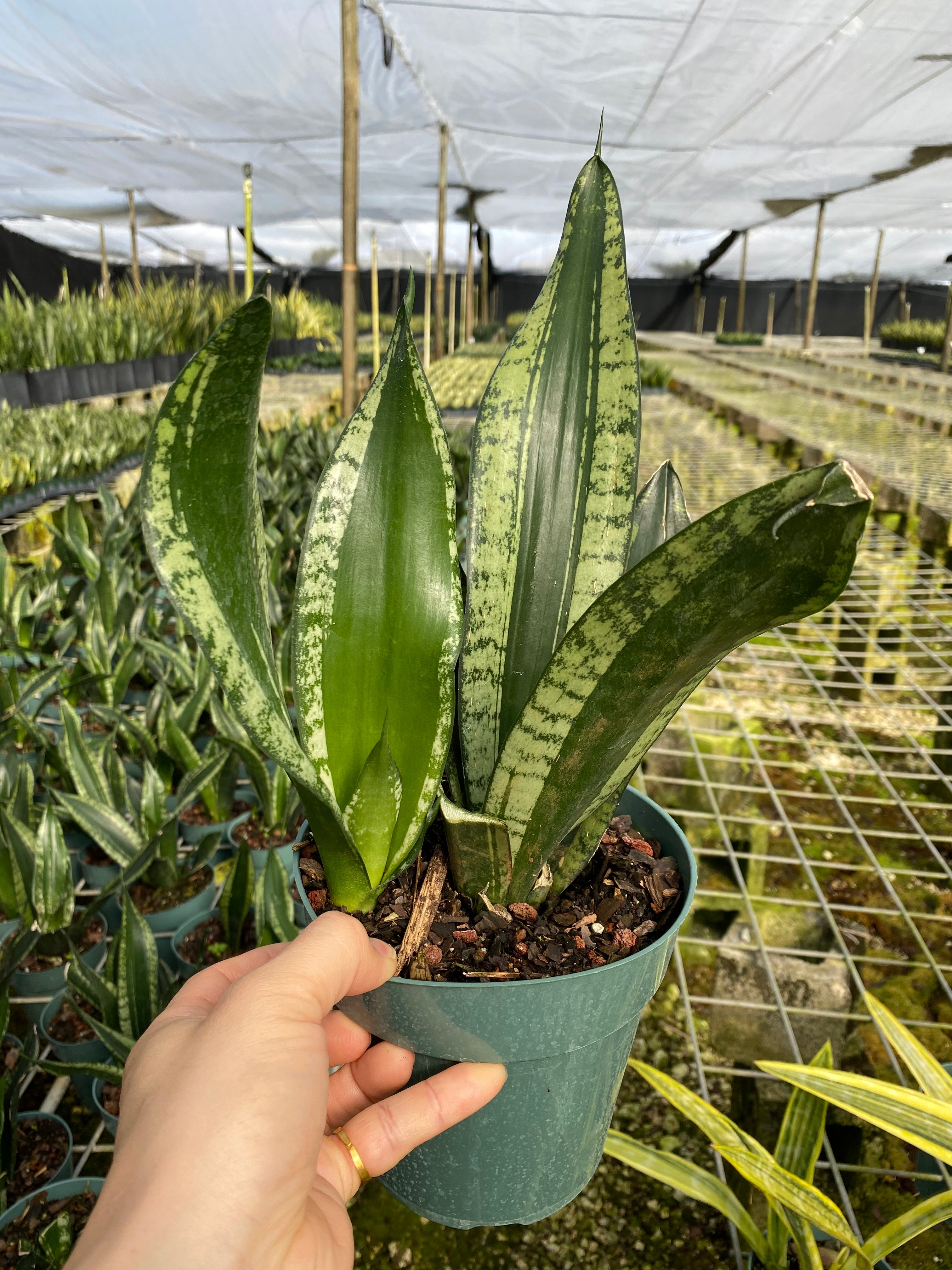 A snake plant inside of a greenhouse.