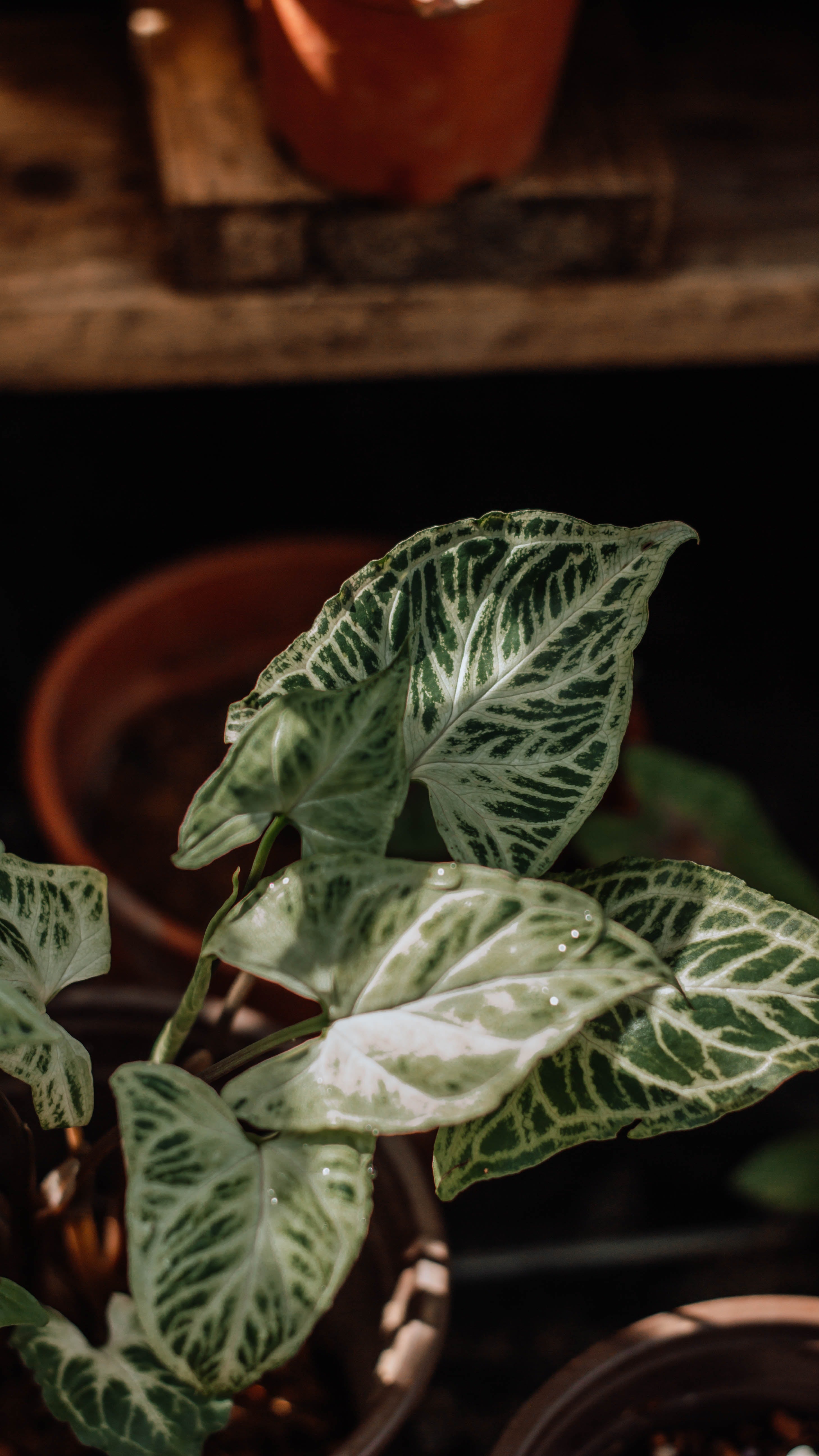 An arrowhead plant, scientifically known as a syngonium, in dappled lighting.