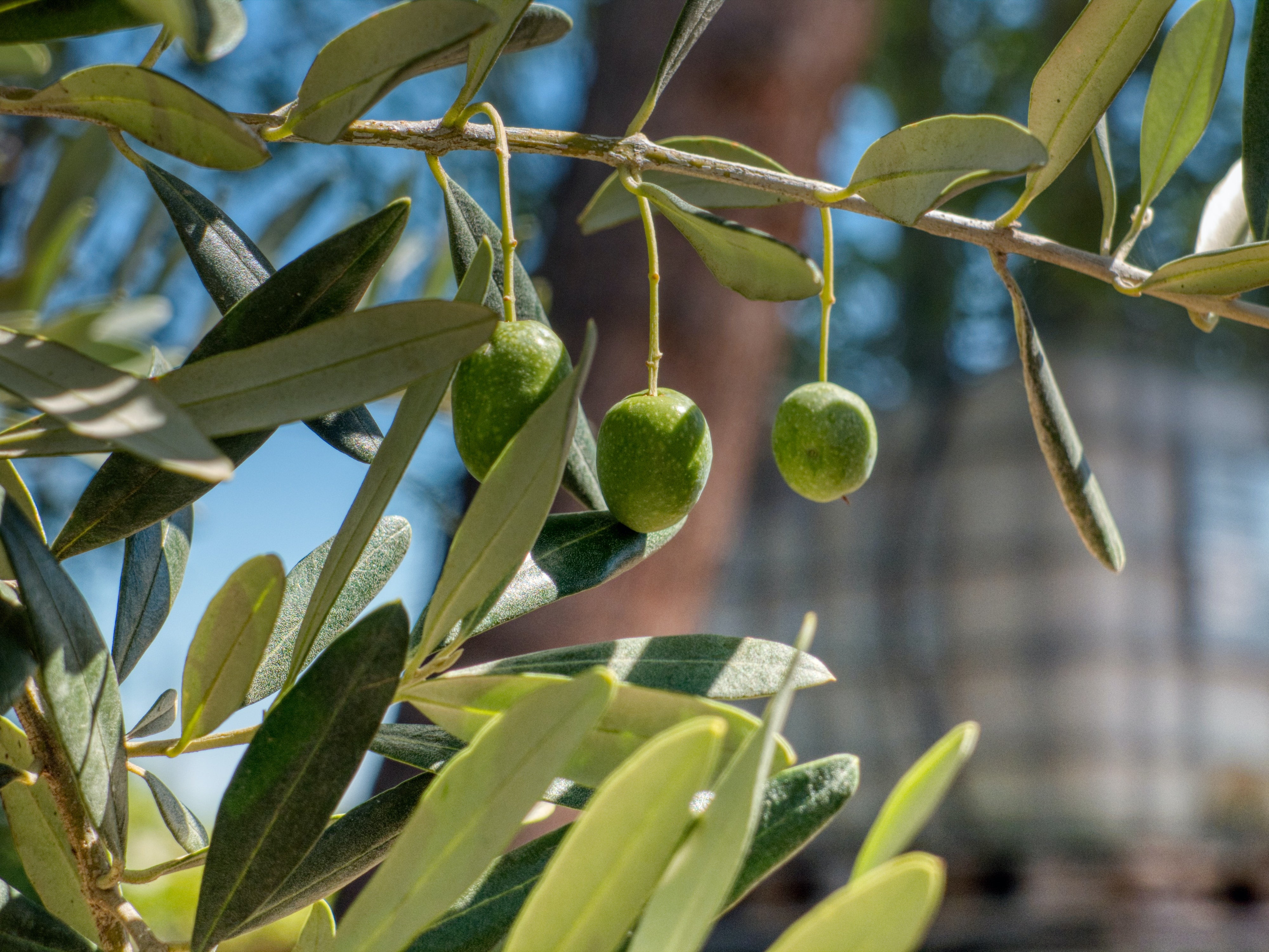 An olive tree with fruit.