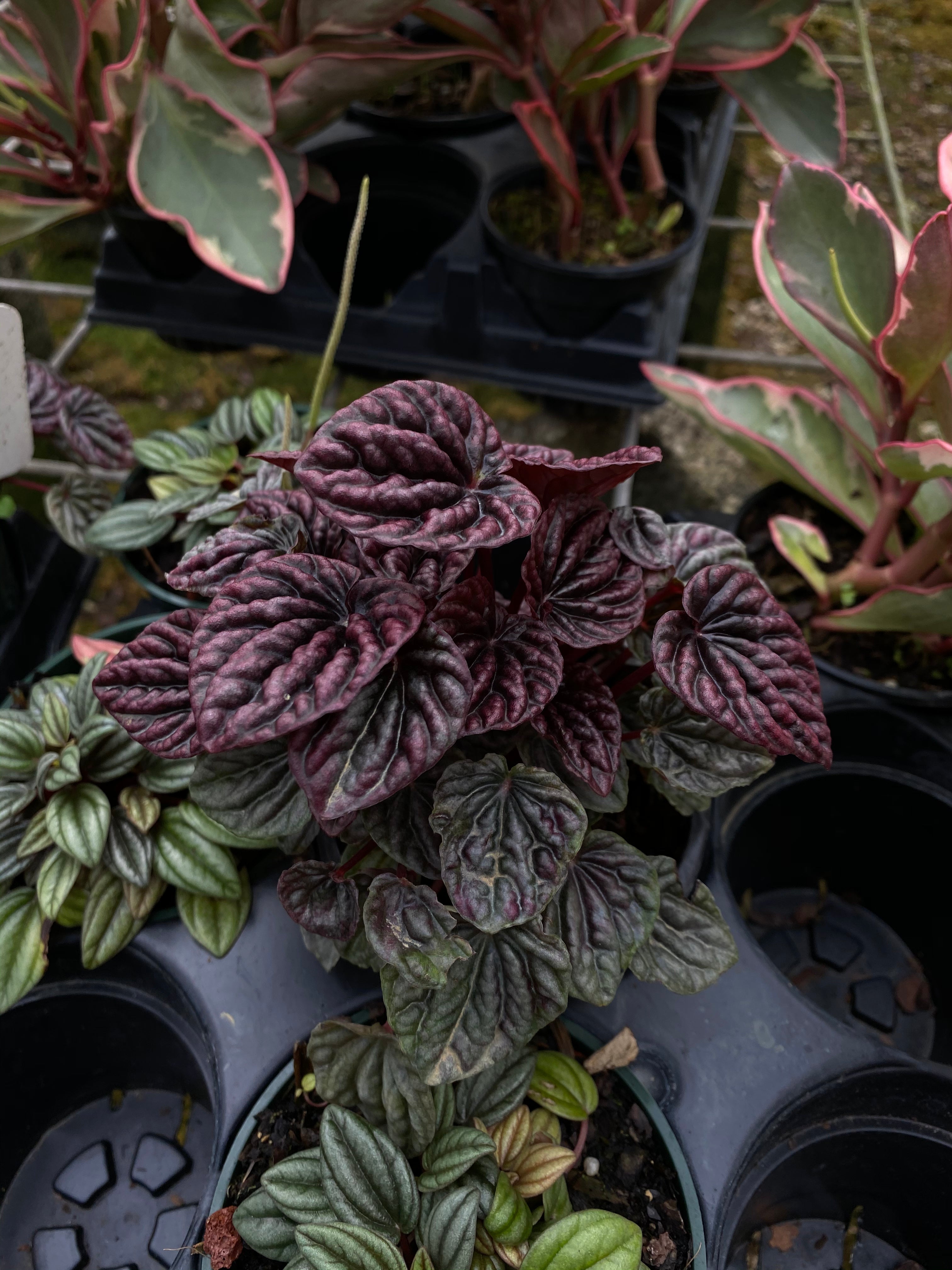 Peperomia rosso, ginny, and ripple in plastic nursery trays.