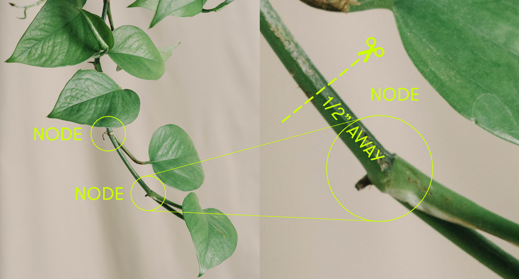 An image of pothos vines with yellow circles indicating where the nodes lie on the stem. The nodes are little bumps where aerial roots may appear. The right side of the graphic zooms in dramatically on the node.