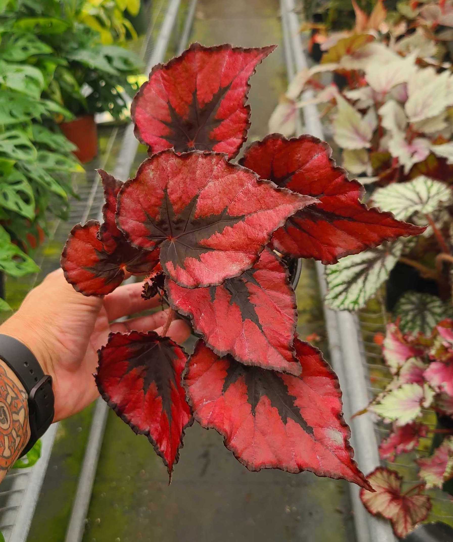 Jurassic rex begonia 'red kiss' closeup