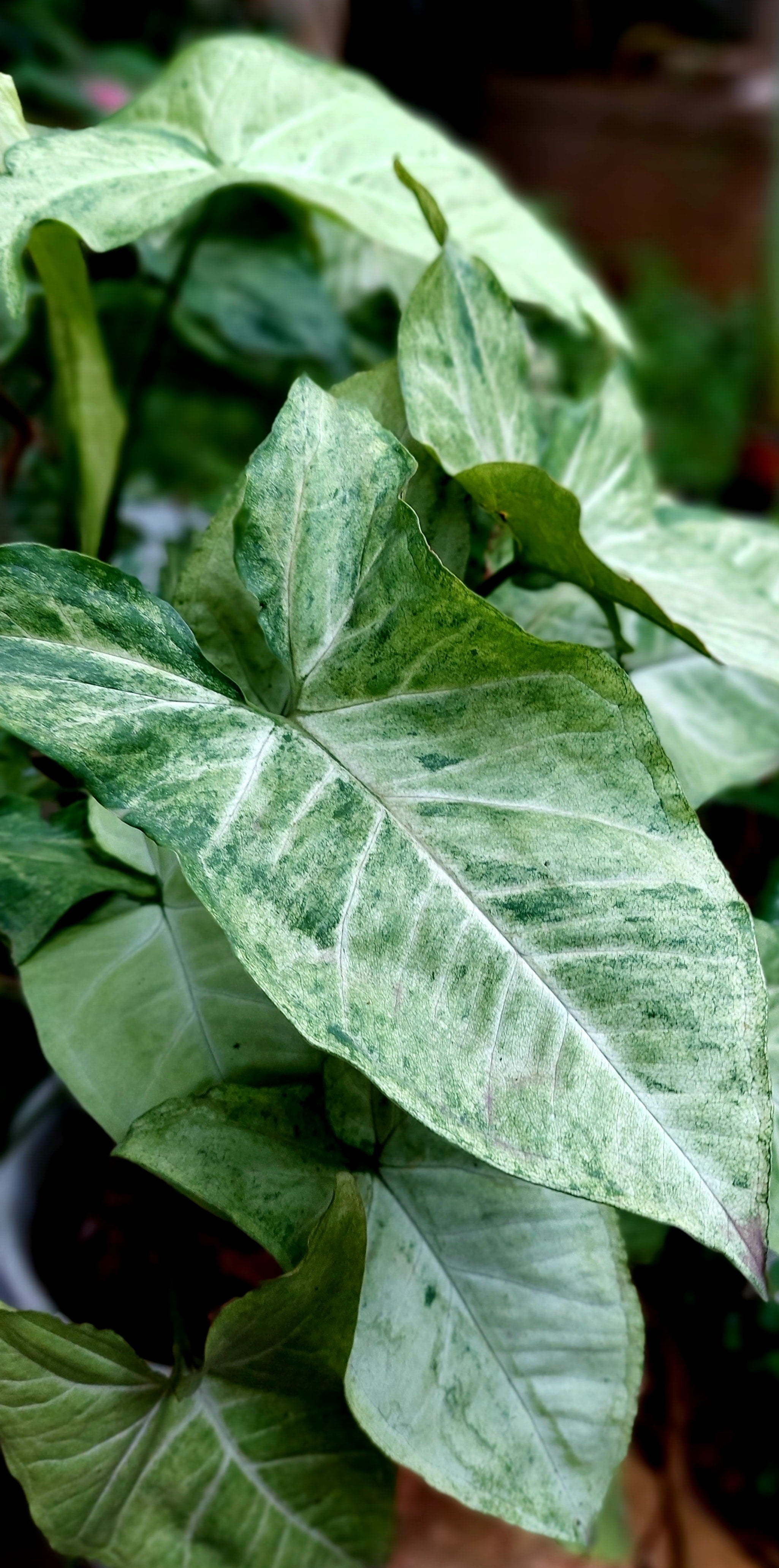 Arrowhead plant with slightly browning tips due to improper watering.