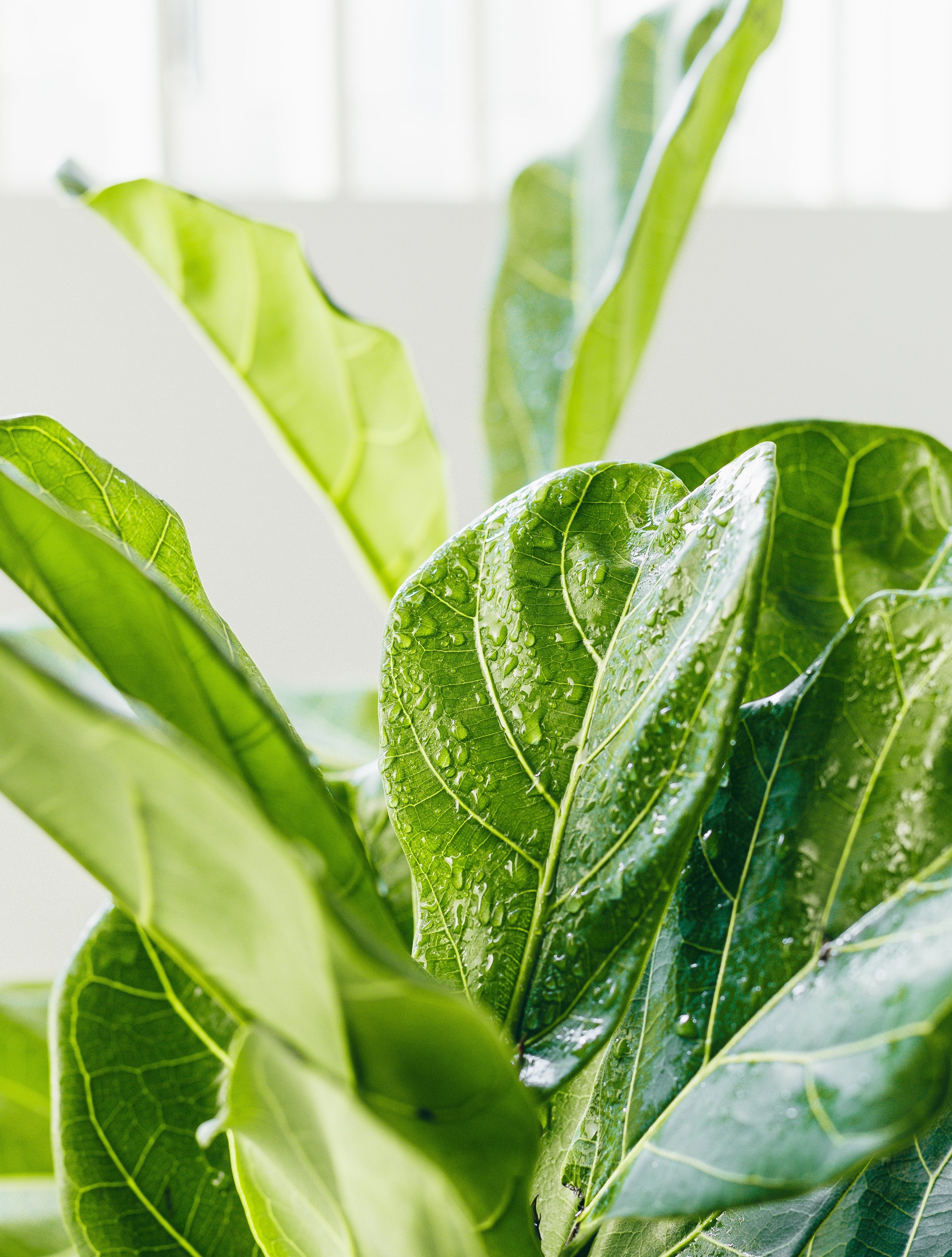 A fiddle leaf fig plant with water droplets on the leaves.