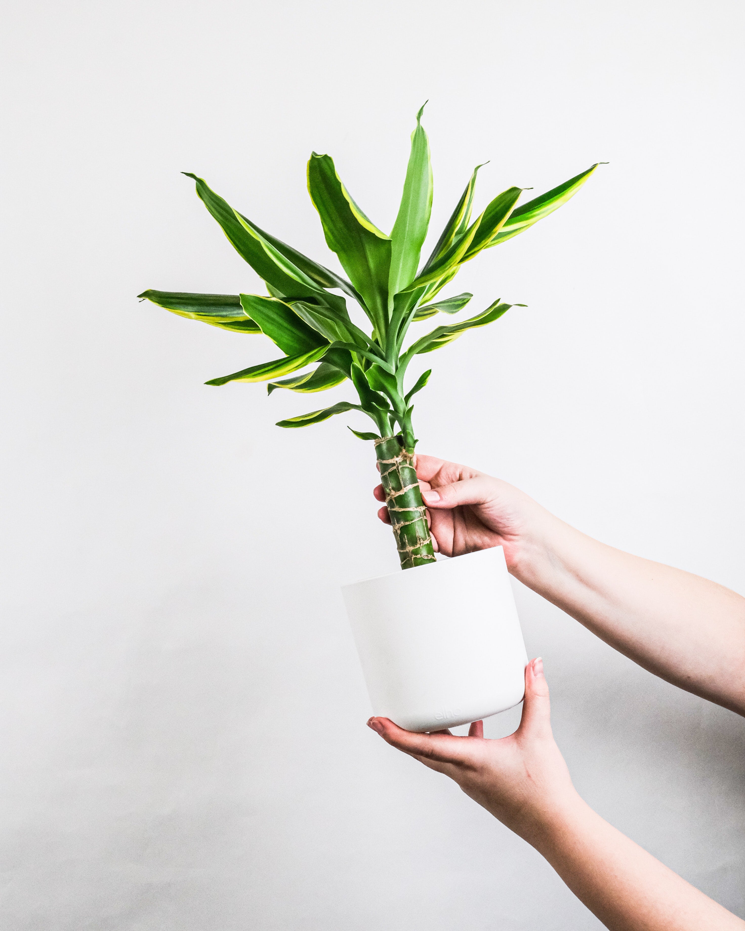 Hands holding a potted dracaena, displaying the cane.