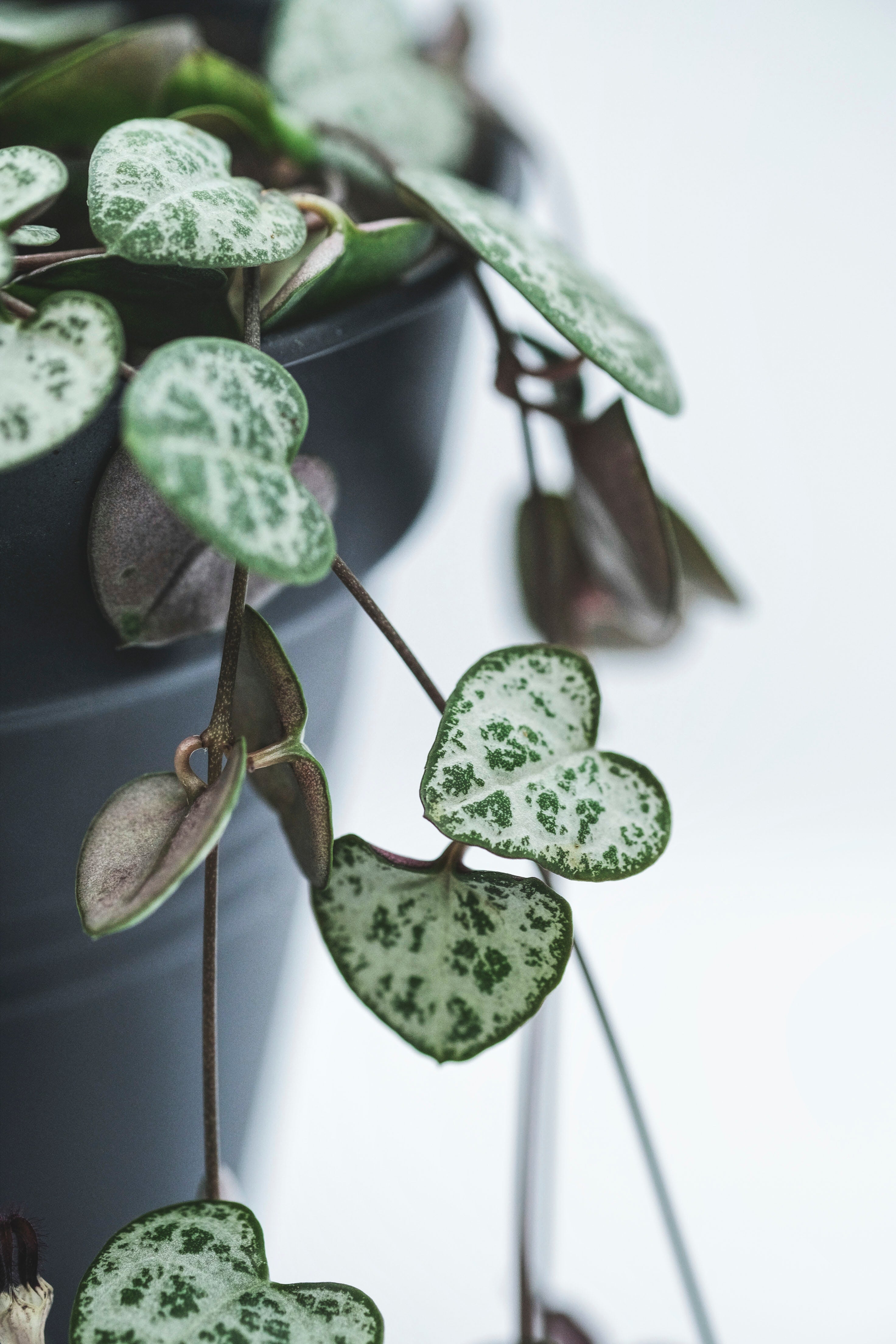 Close up photo of string of hearts foliage.