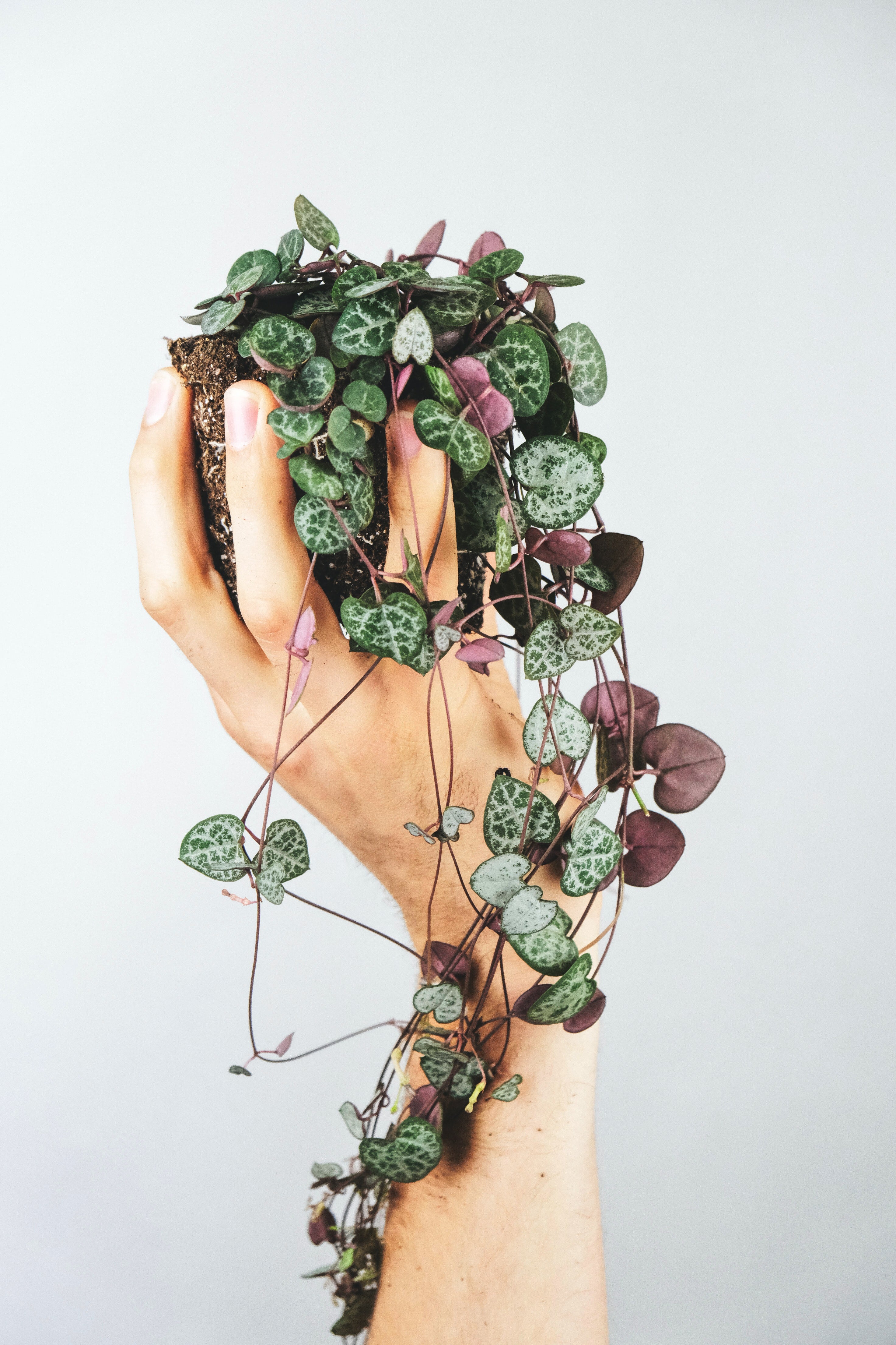 A hand holding up a ceropegia woodii, also known as string of hearts plant.