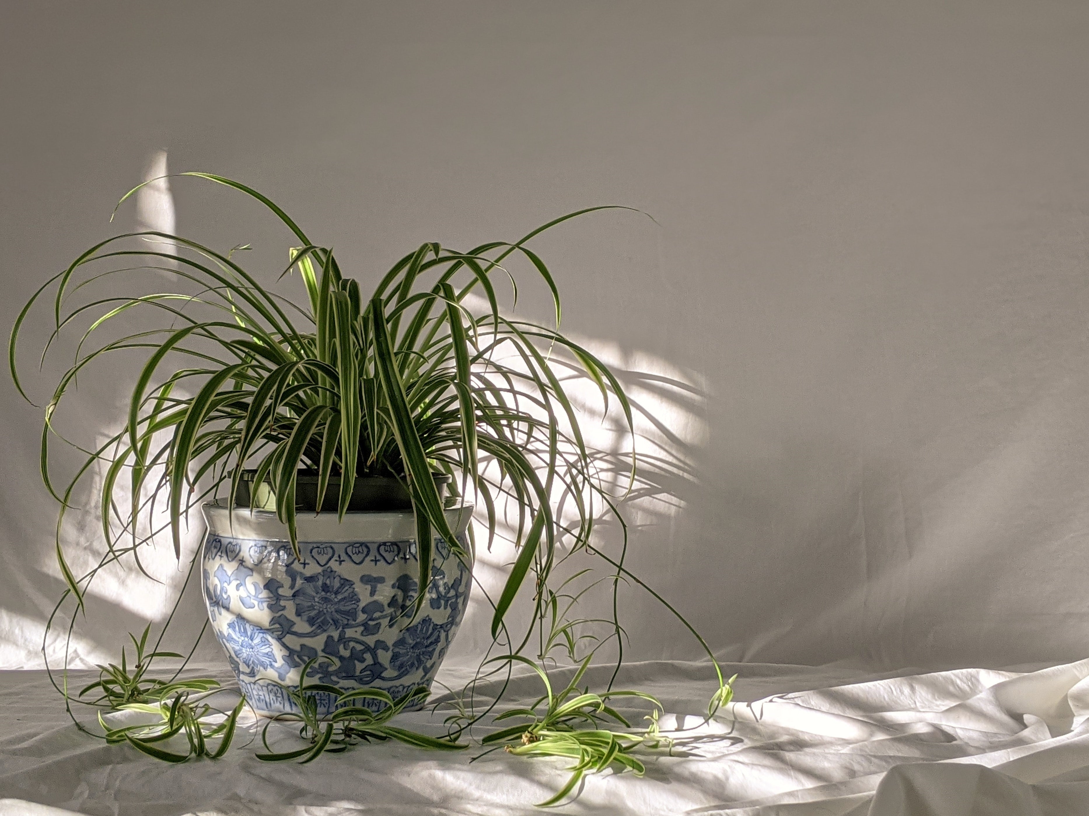 A spider plant with spiderettes, also known as plantlets.