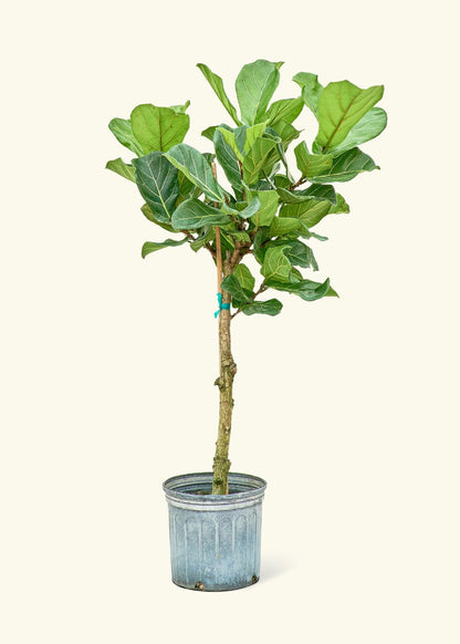 Australische persoon Michelangelo Turbulentie XL Fiddle Leaf Fig (Ficus lyrata) – Rooted