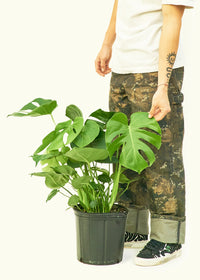 Green ＂r＂ Monstera・deliciosa・White・bariegated