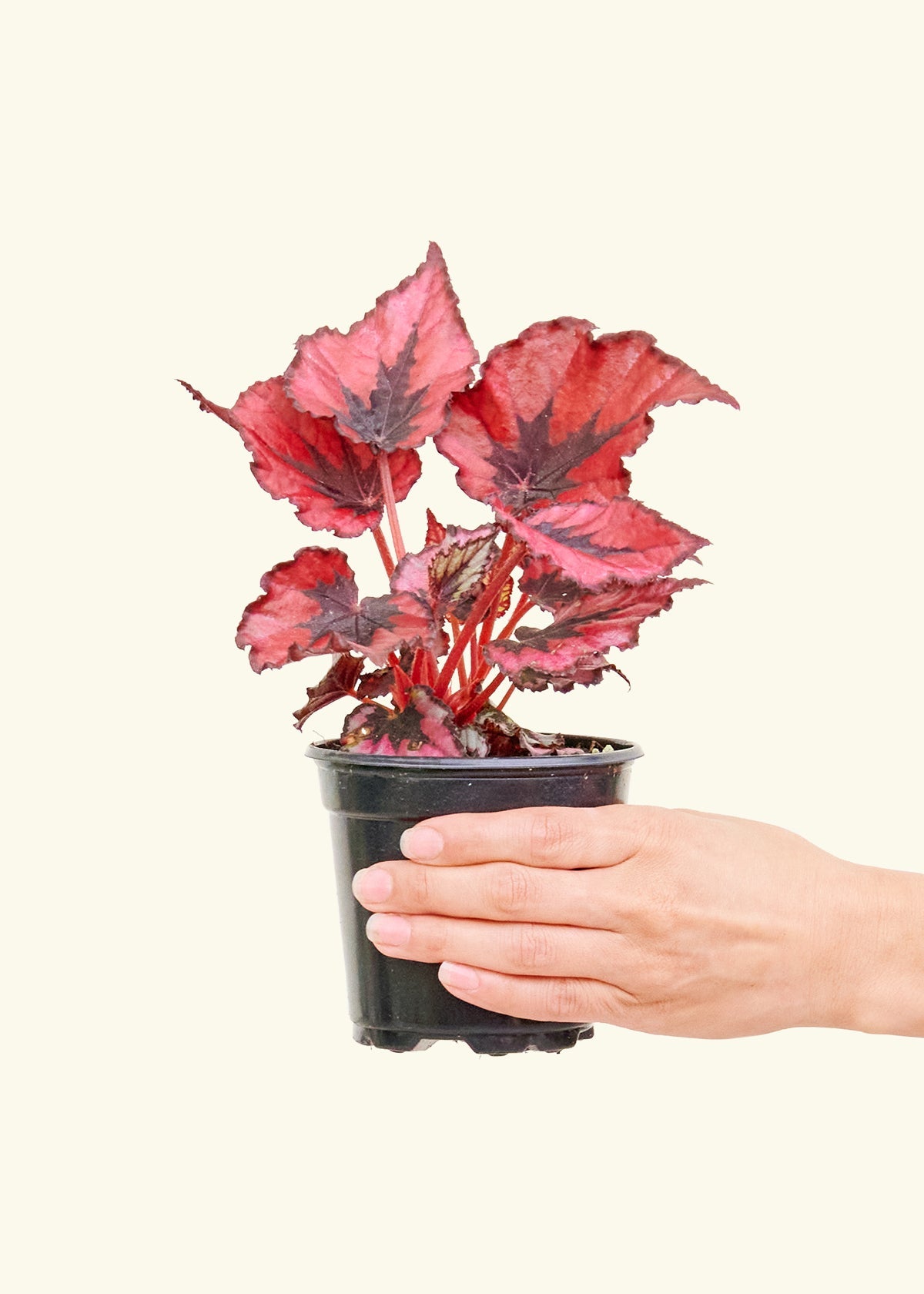 Begonia 'Red Robin' (Begonia rex 'Red Robin') – Rooted
