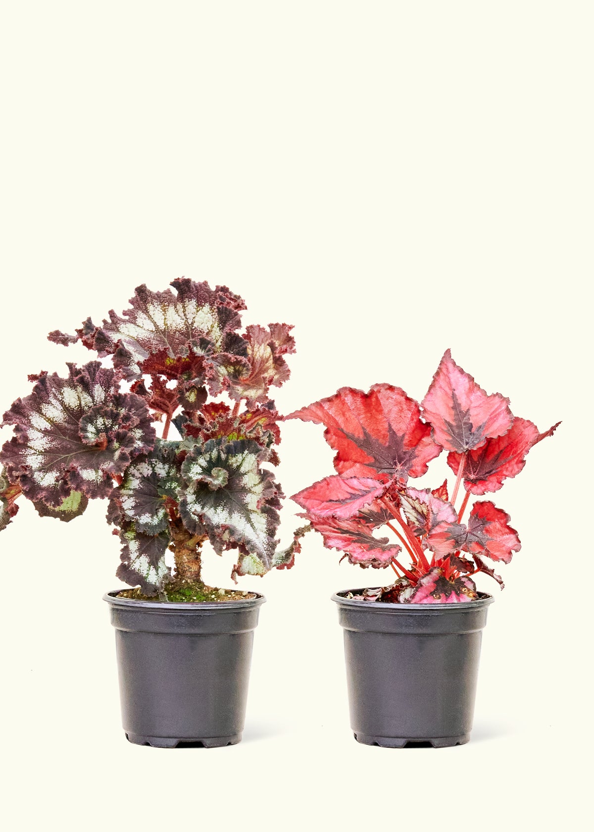 Assorted Begonia 'Rex' Box, Sмall – Rooted