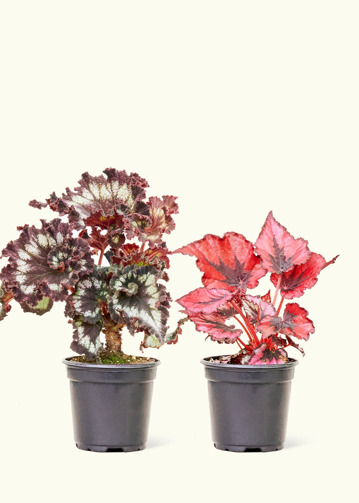 Assorted Begonia 'Rex' Box, Small – Rooted