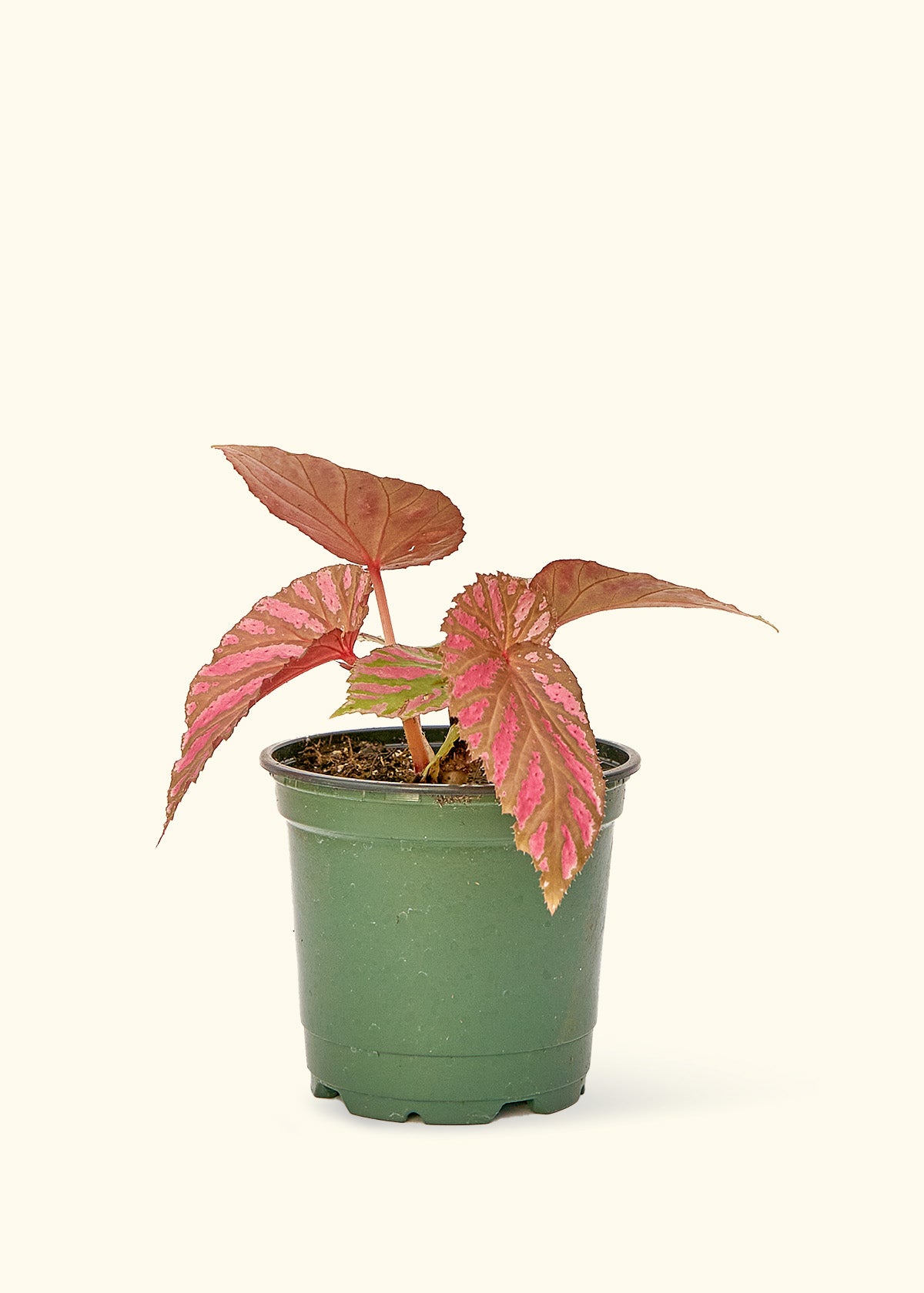 Begonia 'Exotica' (Begonia brevirimosa 'Exotica') – Rooted