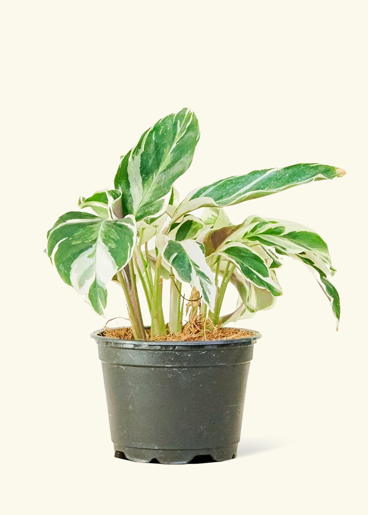 Calathea 'Fusion White' (Calathea leitzei) – Rooted