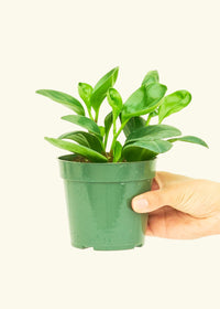 Baby Rubber Plant, Medium