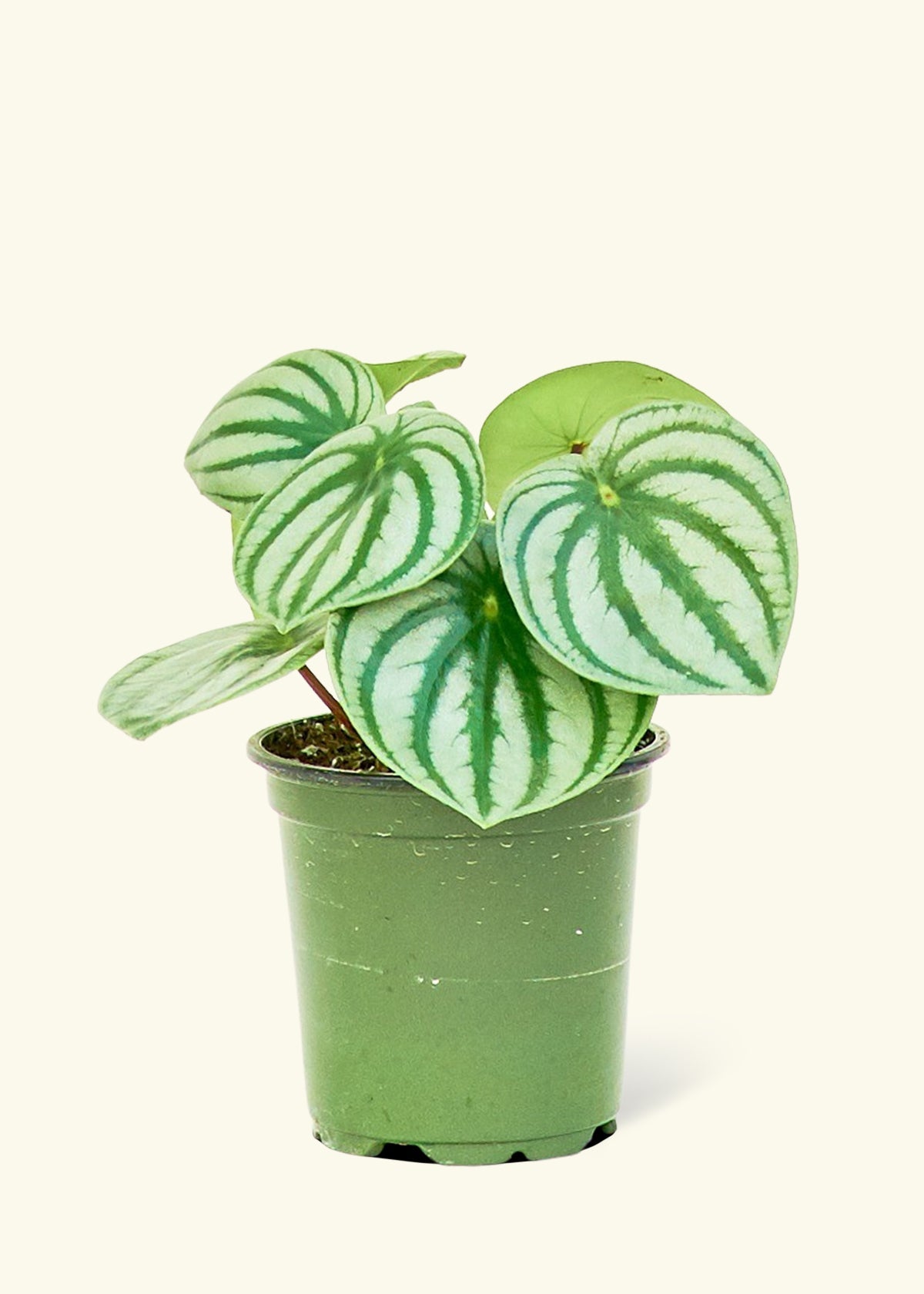 Watermelon Peperomia, Small-image-0