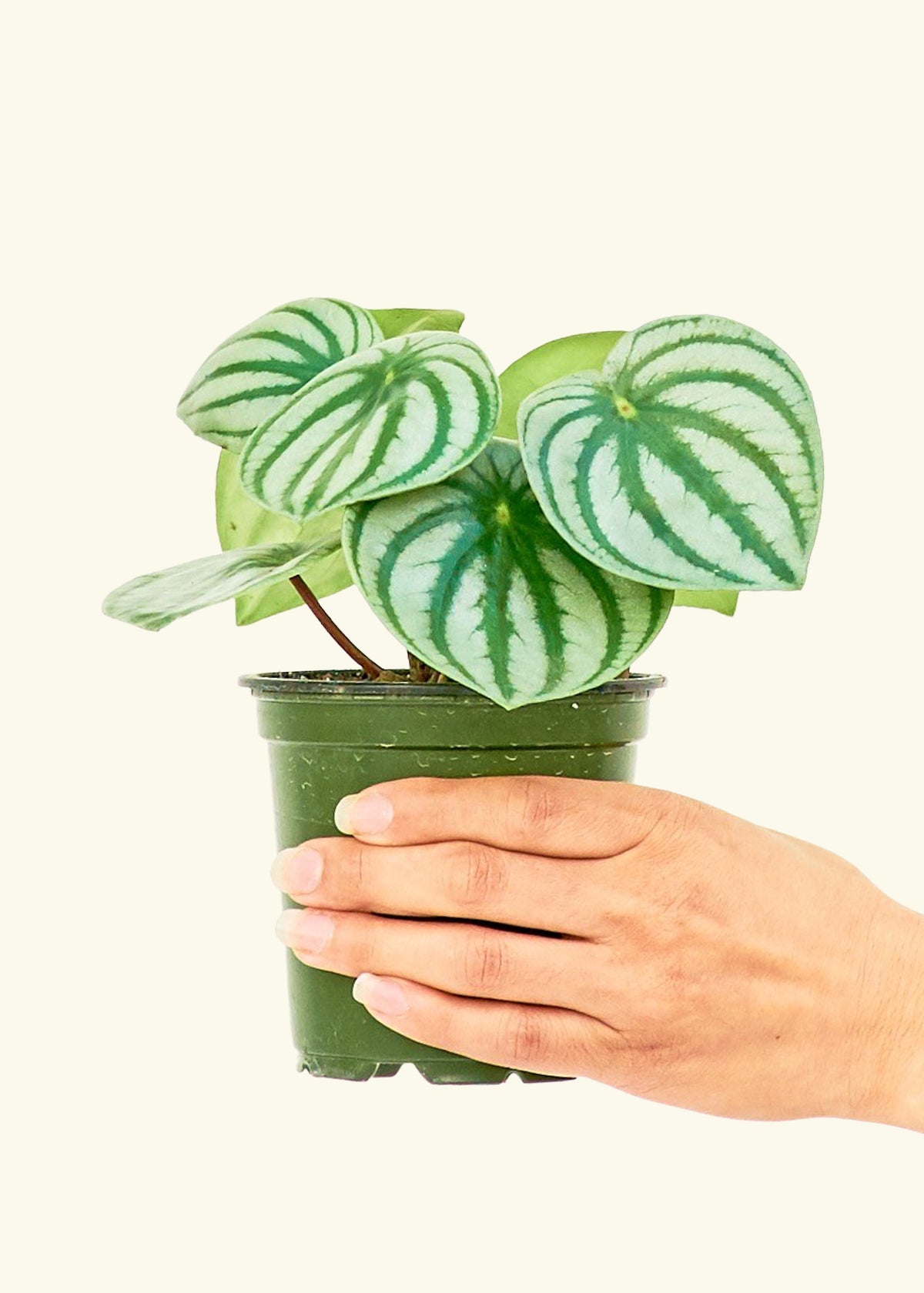 Watermelon Peperomia, Small-image-1