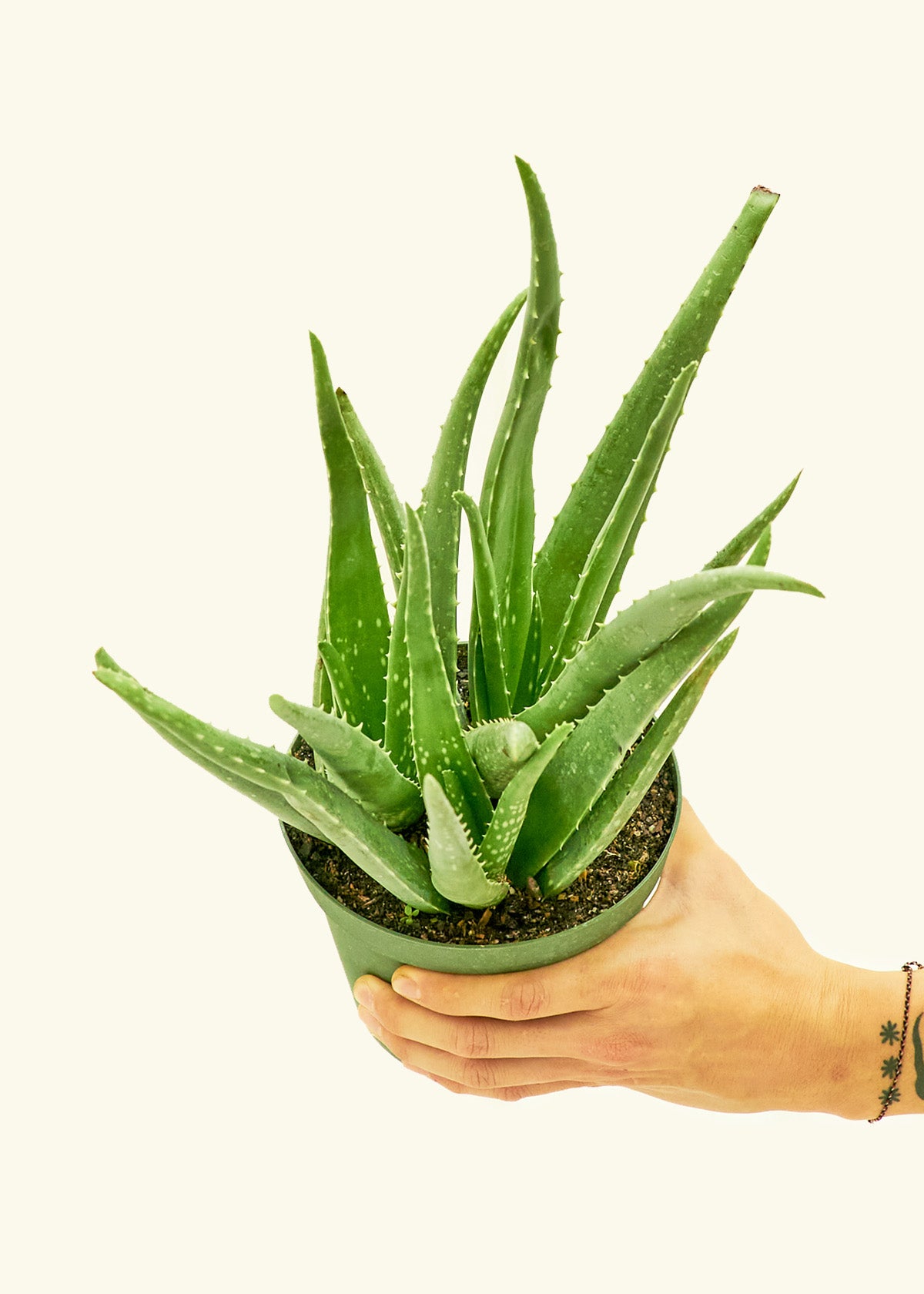 Aloe Vera (Aloe vera) – Rooted