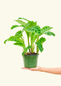 Calathea Zebrina - Plante zèbre