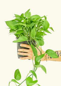 Jade Pothos With Scandinavian Pot Small 8 in tall, potted plant