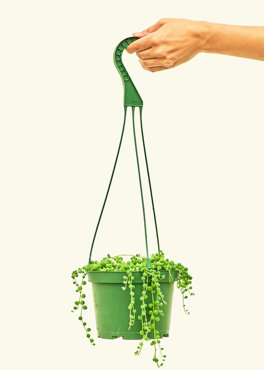 String of Pearls Succulent – Family Roots Nursery