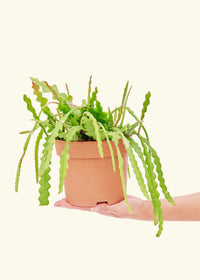 Fishbone Cactus, Small – Rooted