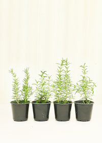 2.5 Qt. Chef's Choice Rosemary - Live Potted Herb Plants