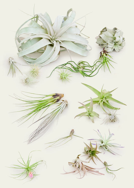 Air Plants - Highlight on Tillandsia Spanish Moss – Air Plant City