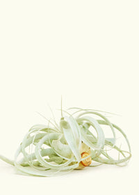 Tillandsia Xerograohica – Rooted Living Designs