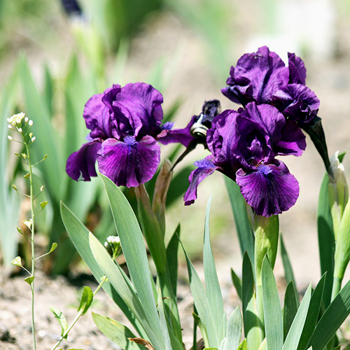 Growing Irises – Brent & Becky's